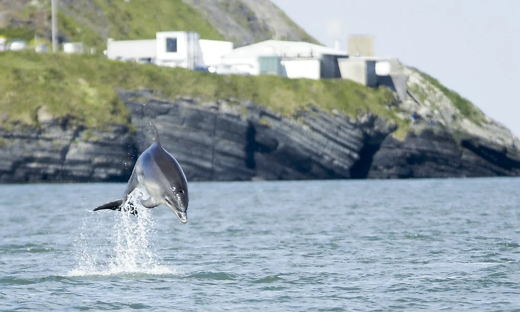 Cardigan Bay, Mid Wales