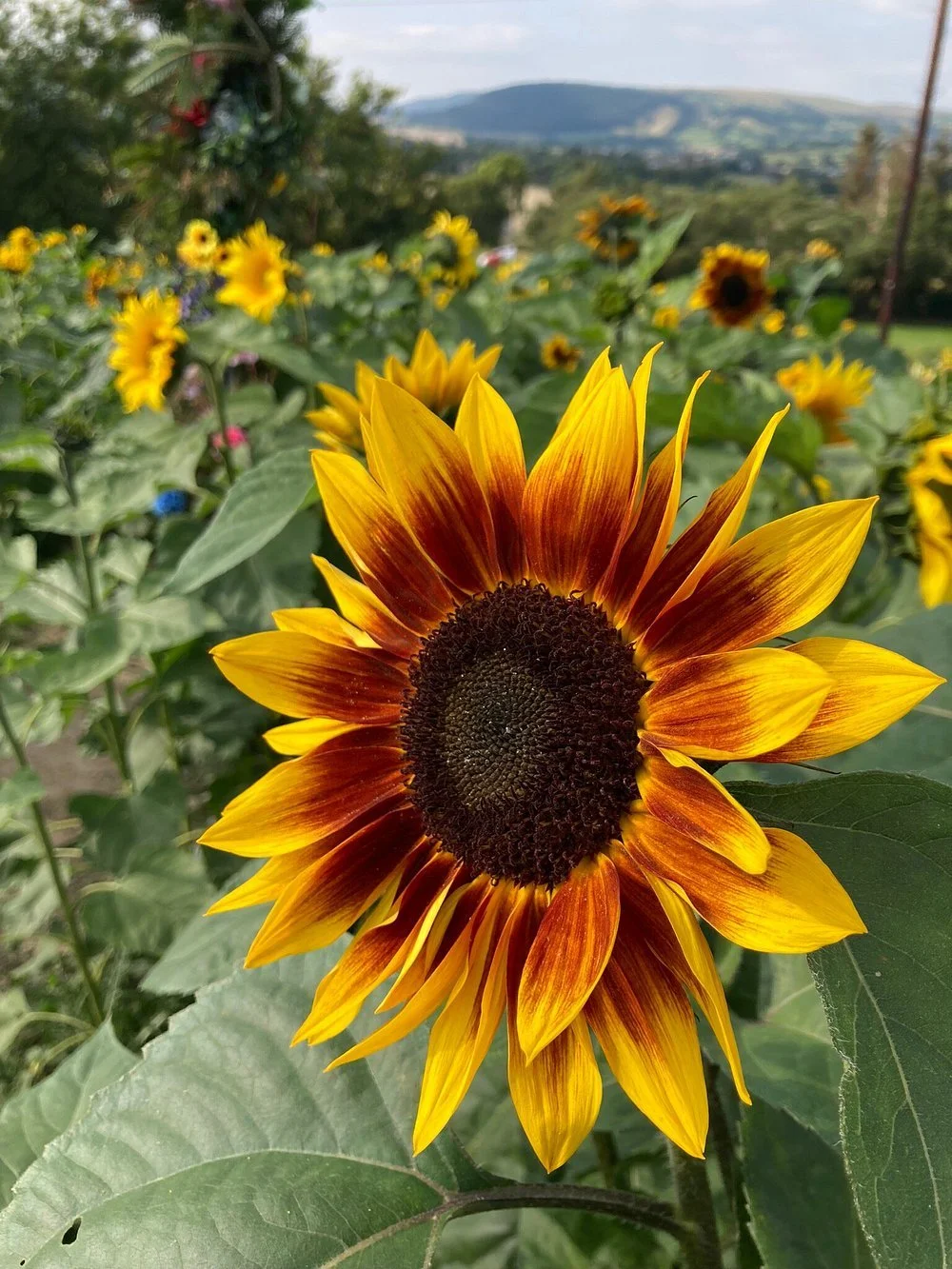 Porth Farm, Caersws, Sunflowers