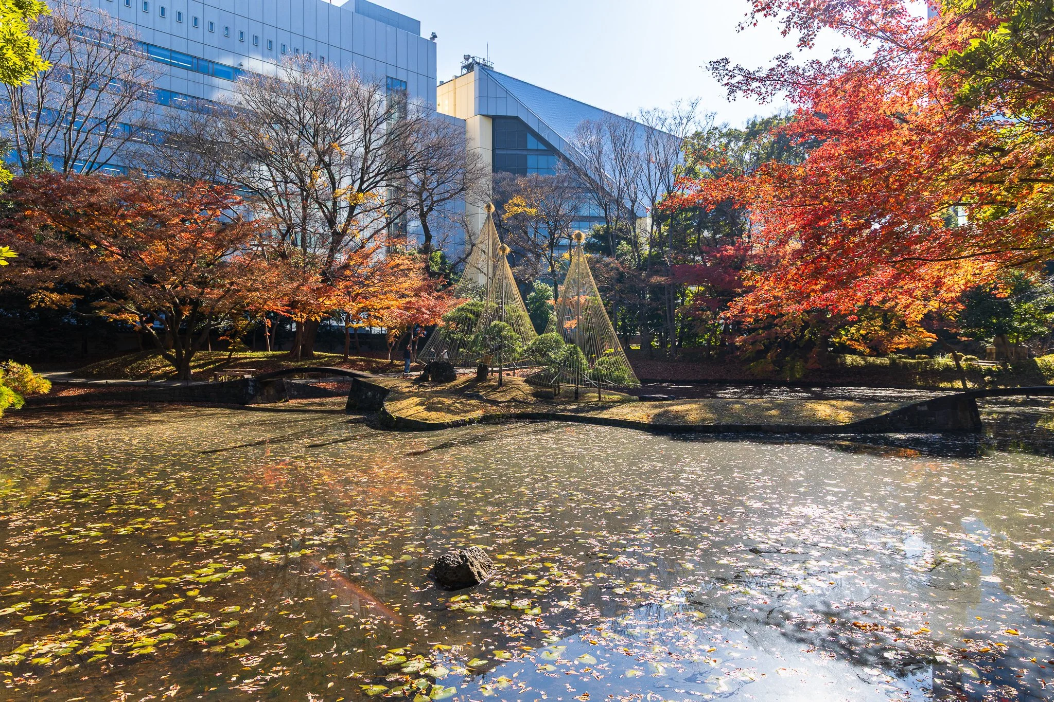 F19A5943_koishikawa-korakuen-gardens.jpg