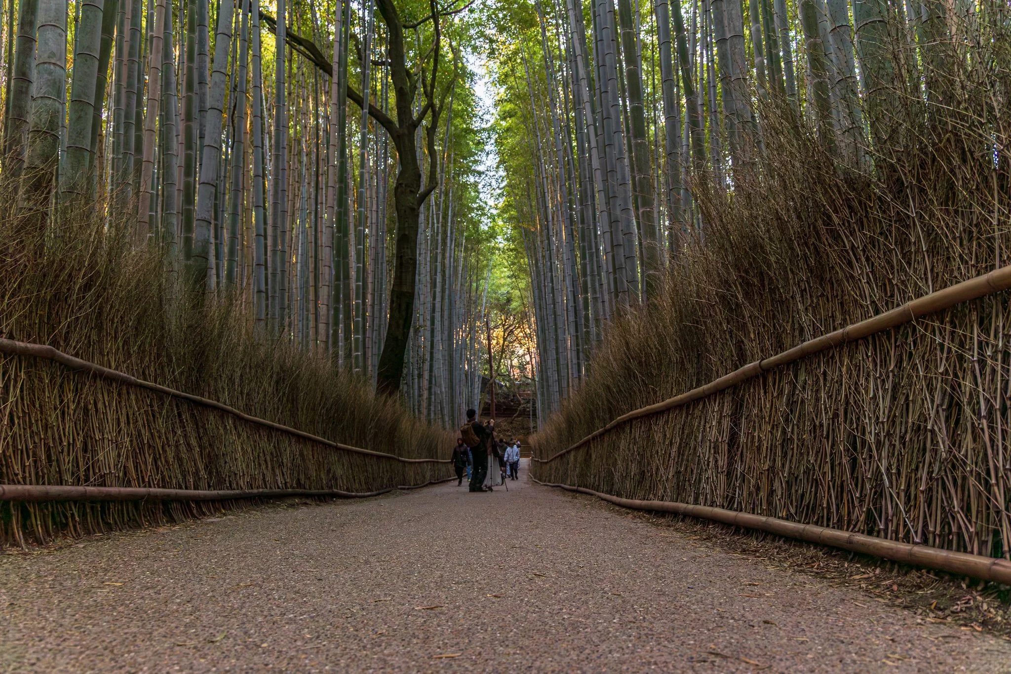 F19A3825_arashiyama-bamboo-forest.jpg