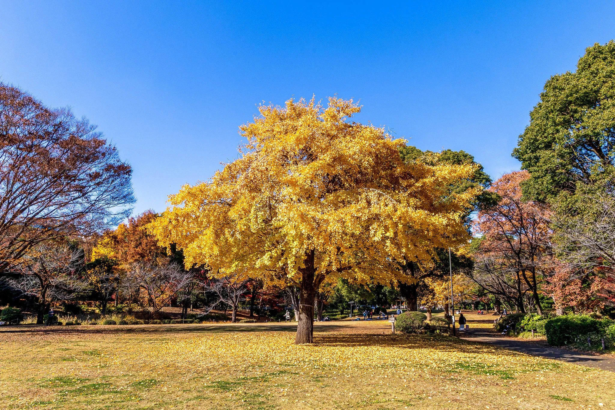 F19A1873_kitanomaru-park.jpg