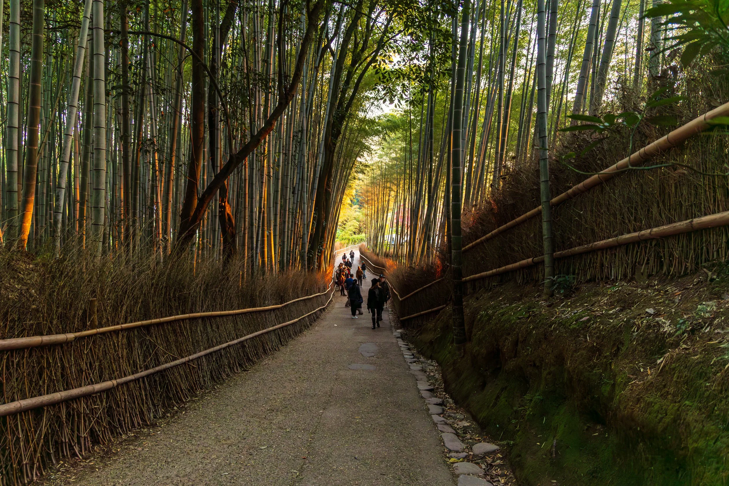 F19A3797_arashiyama-bamboo-forest.jpg