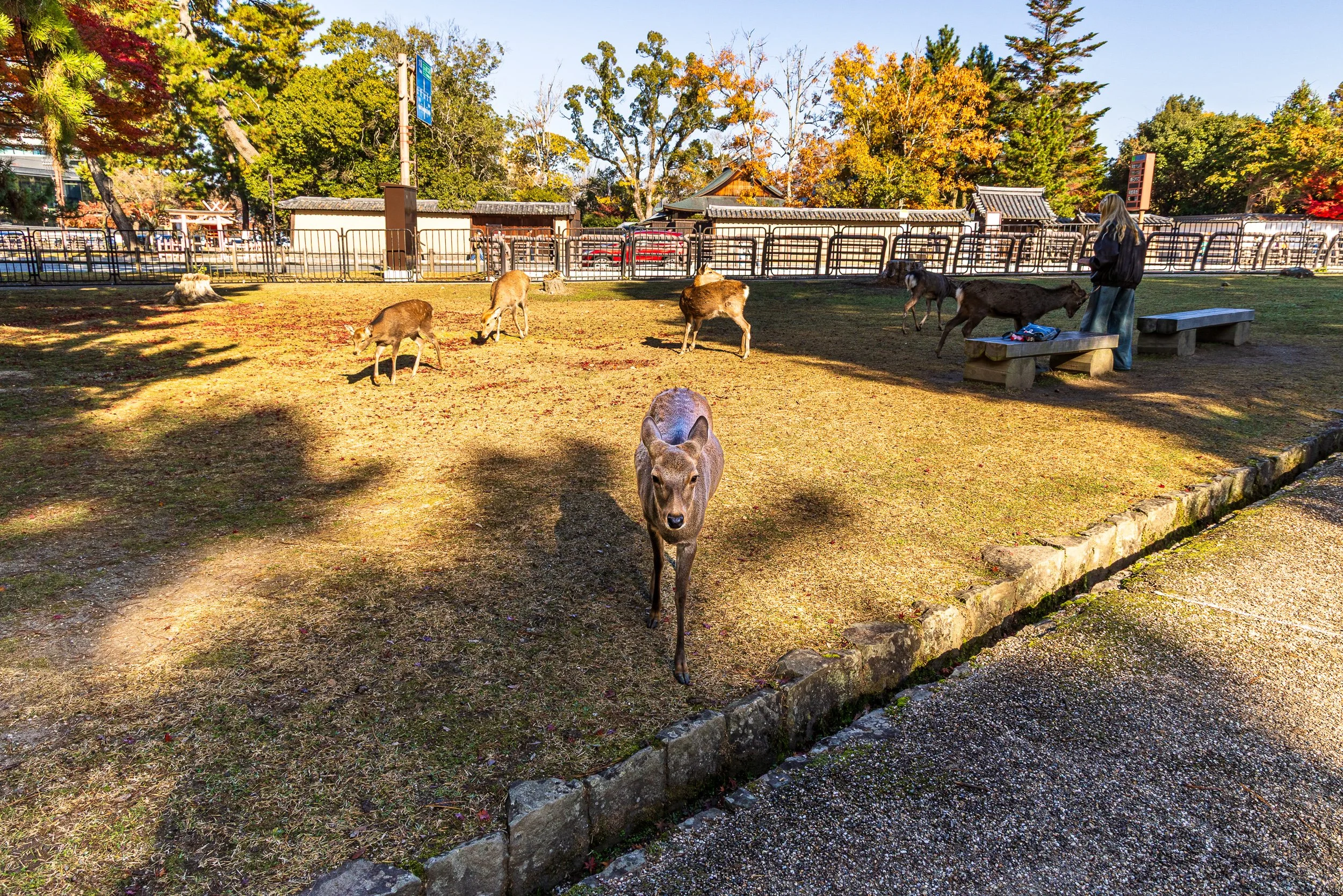 F19A3461_nara-park.jpg