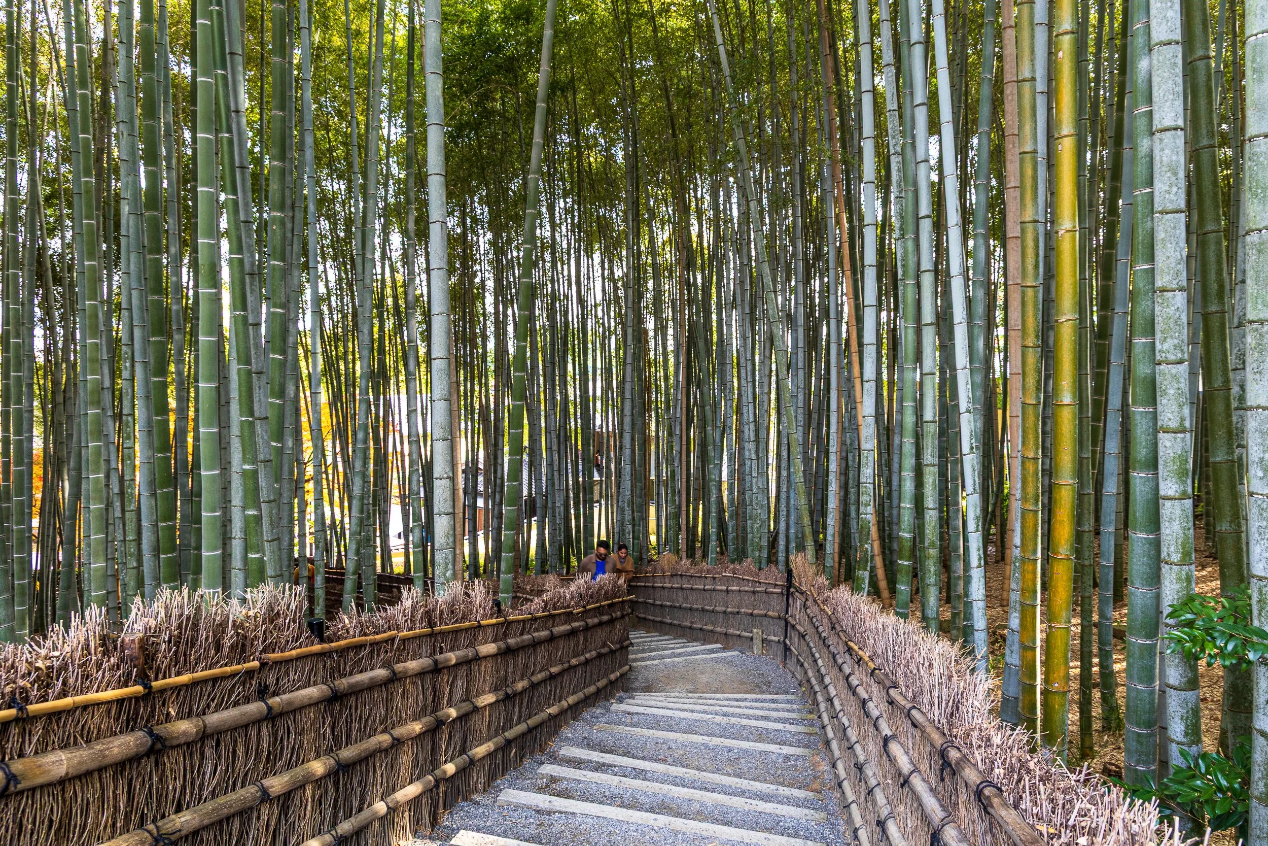 F19A4100_adashino-nenbutsu-ji.jpg