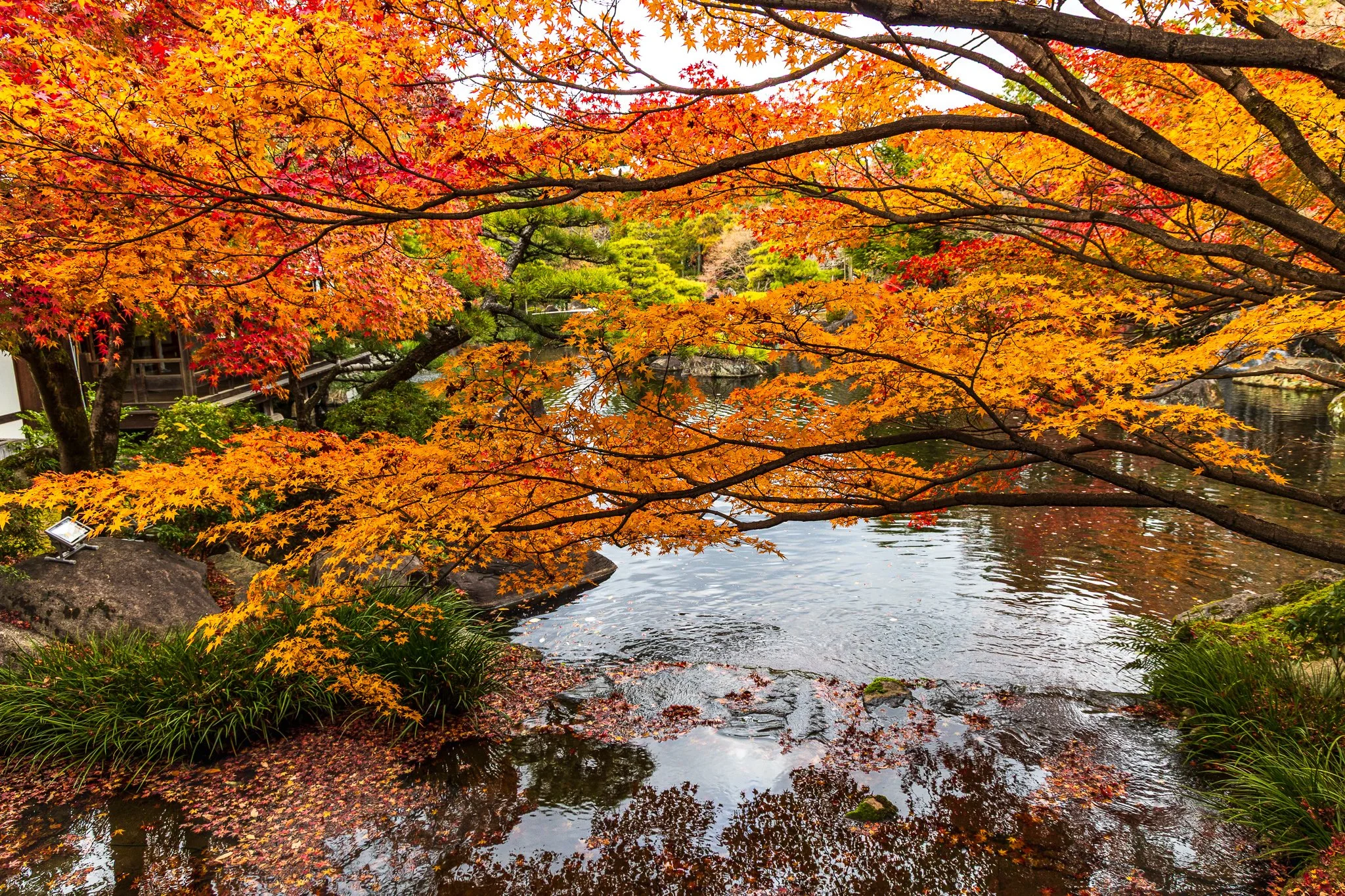 F19A5181_kokoen-garden.jpg