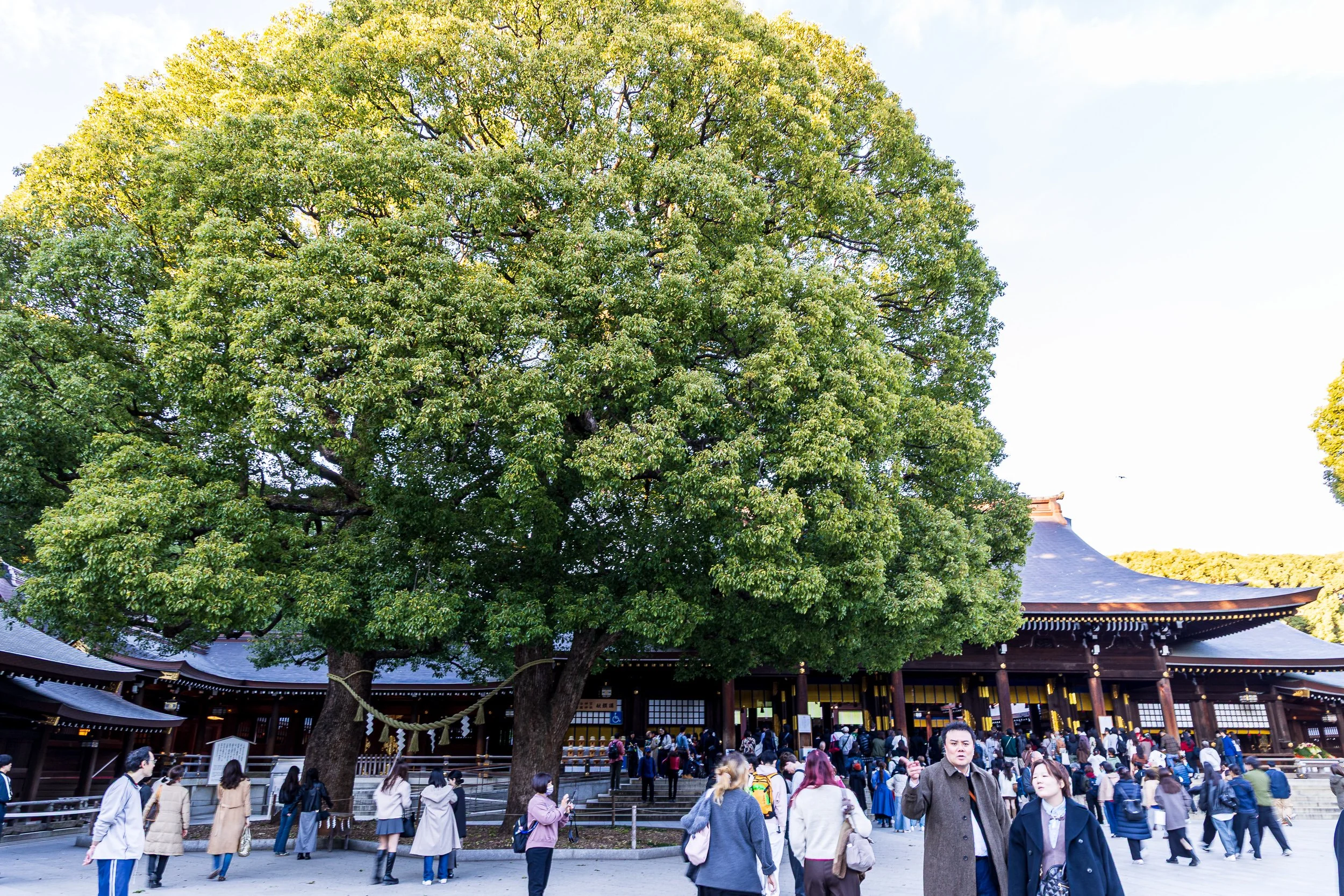 F19A0846_meiji-jingu.jpg