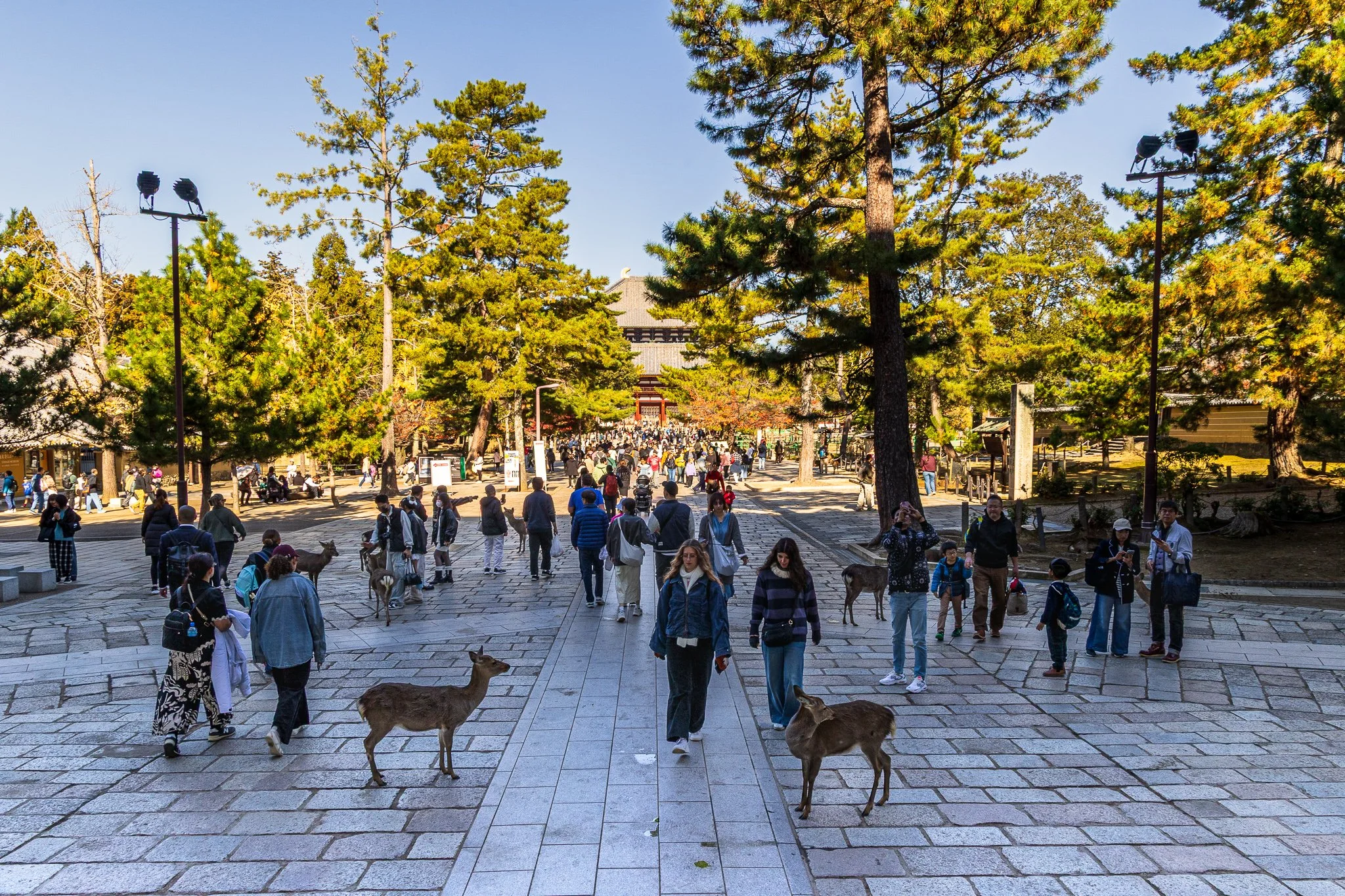 F19A3536_todai-ji.jpg
