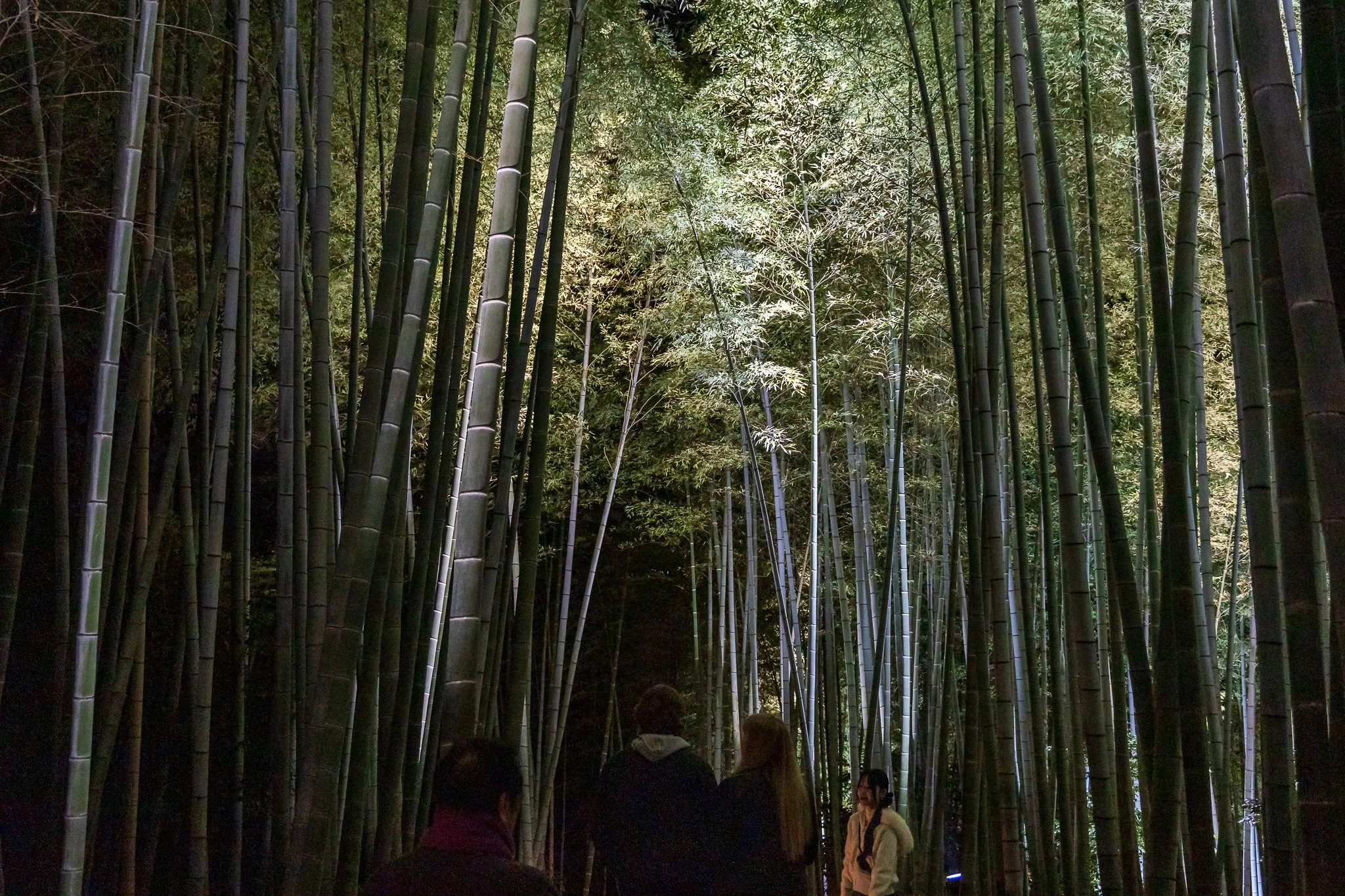 F19A3321_kodai-ji.jpg
