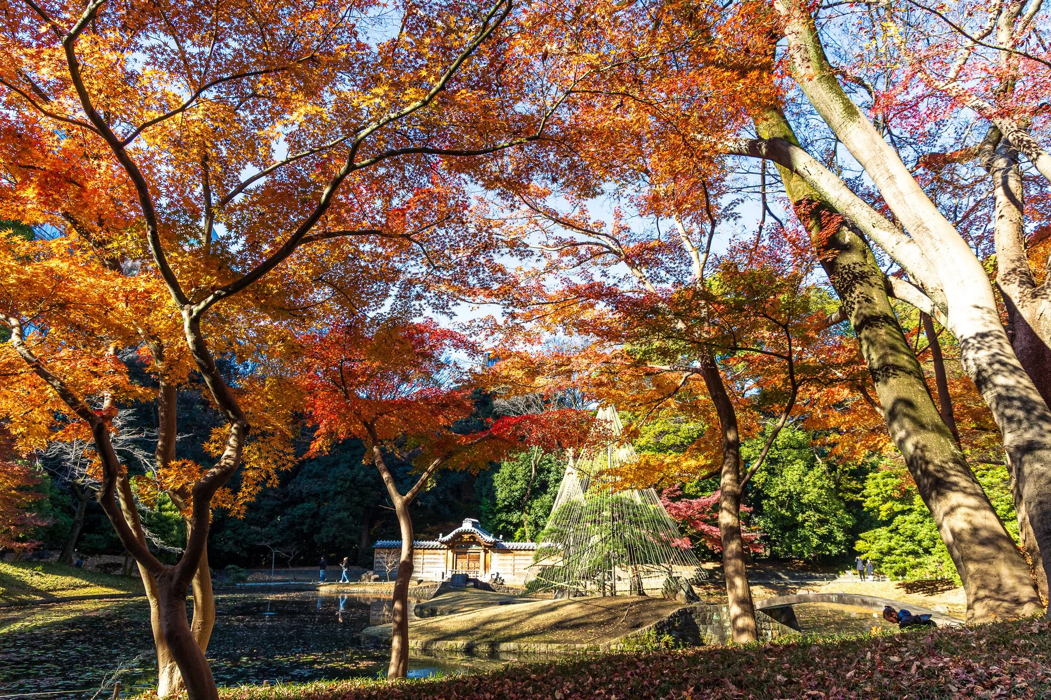 F19A5925_koishikawa-korakuen-gardens.jpg