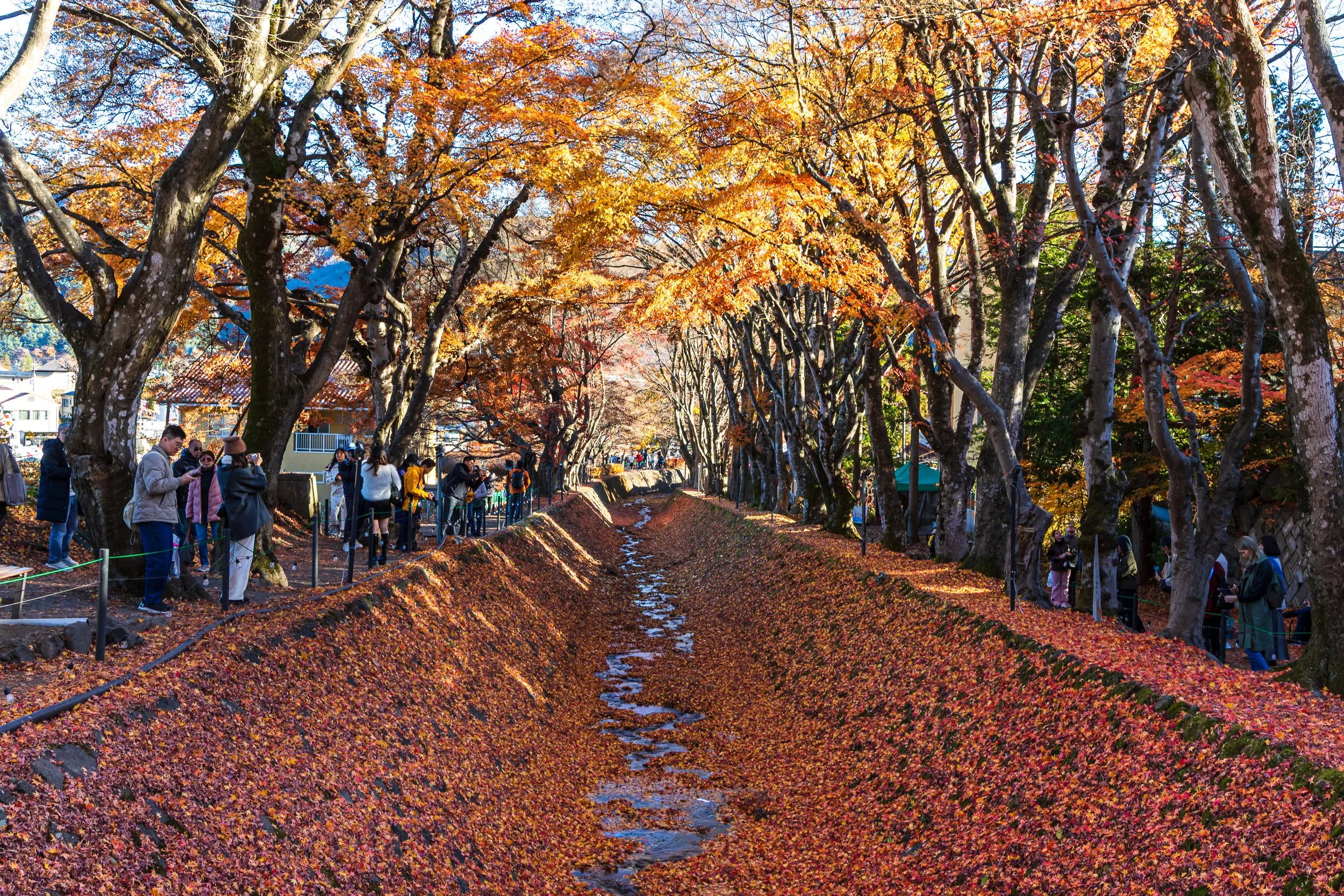 F19A2825_maple-corridor.jpg