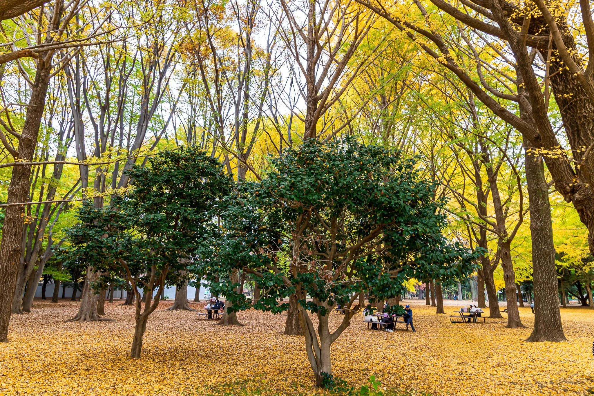 F19A2437_yoyogi-park.jpg