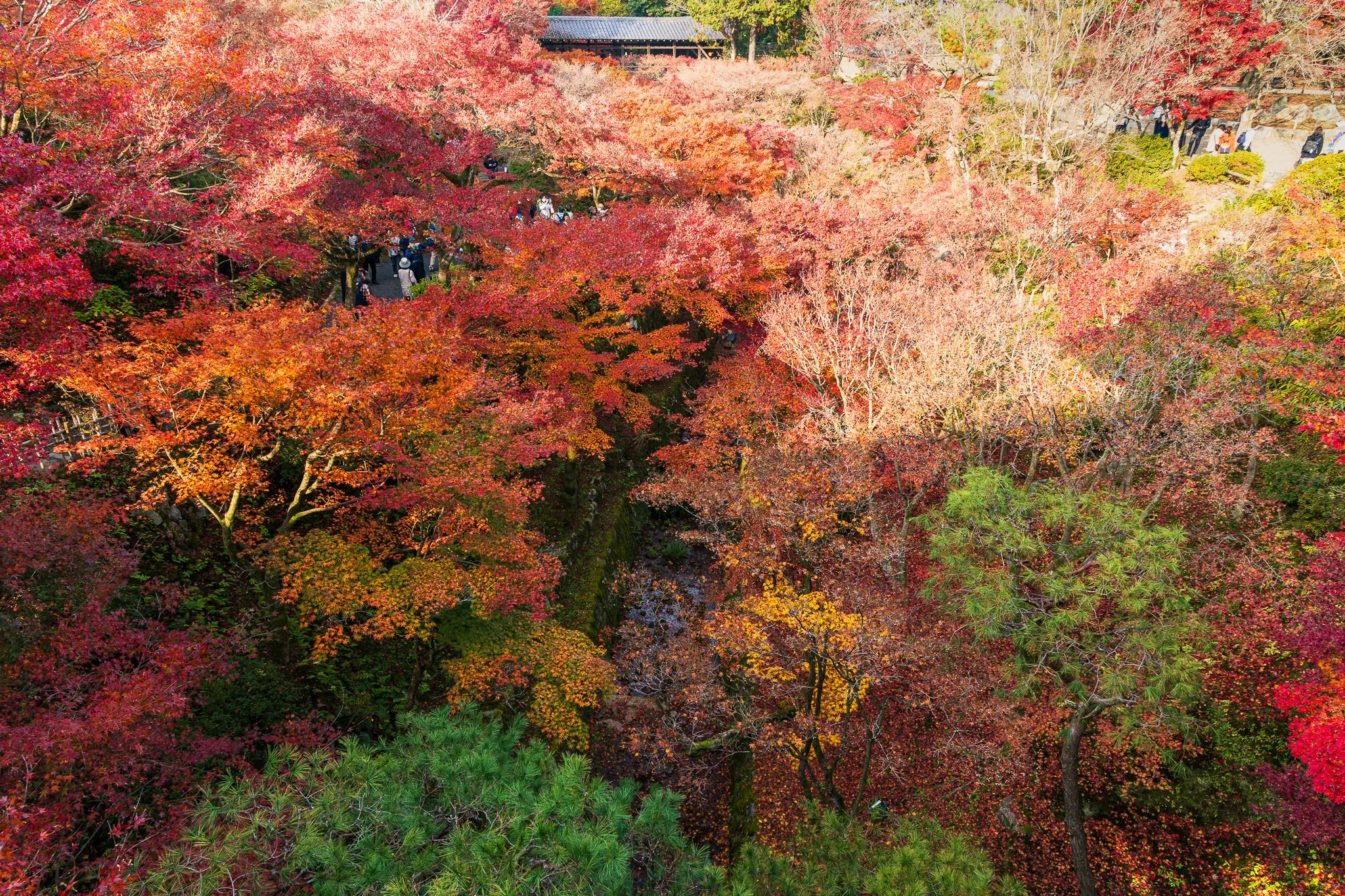 F19A4373_tofuku-ji.jpg