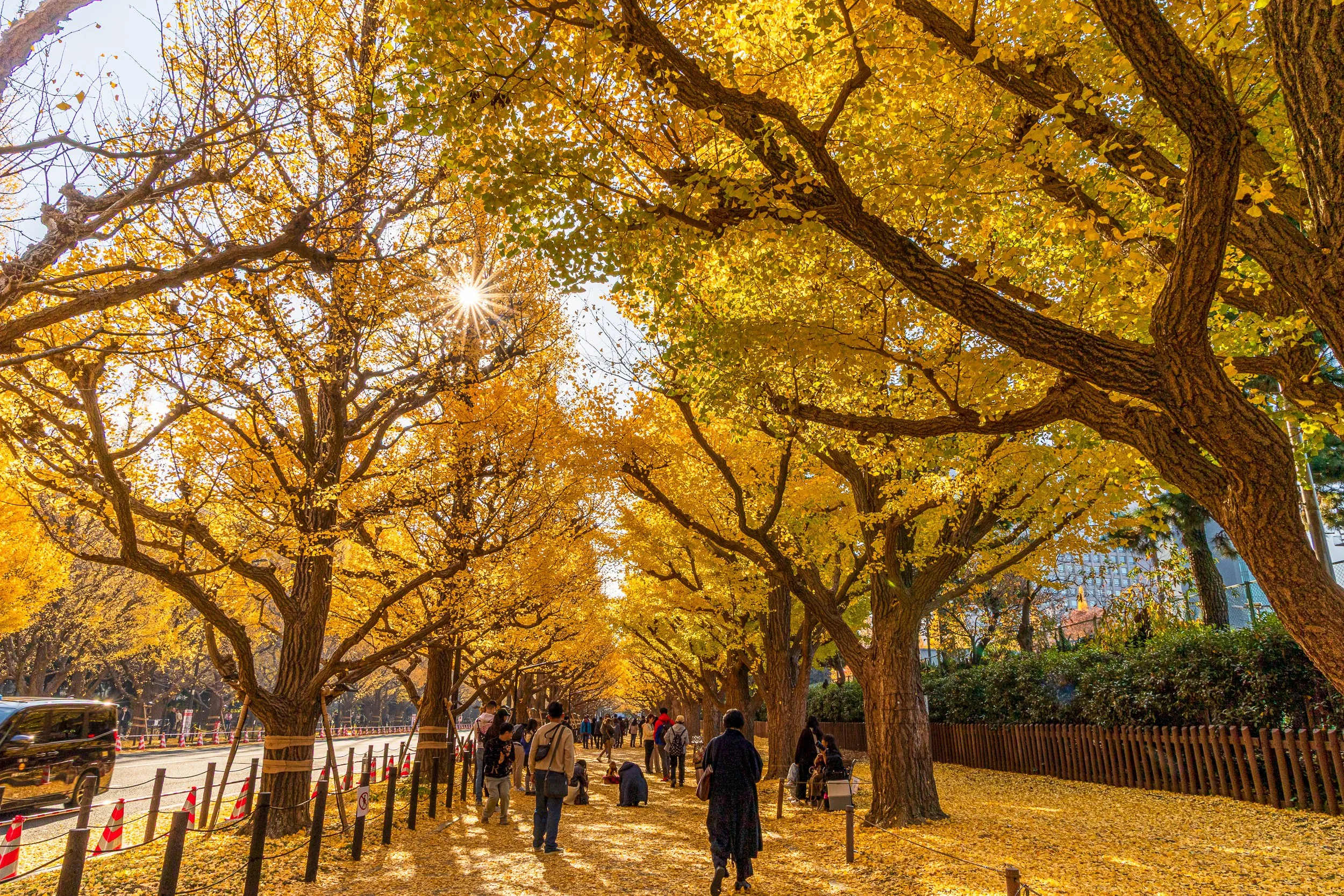 F19A2295_meiji-jingu-gaien-ginkgo-avenue.jpg