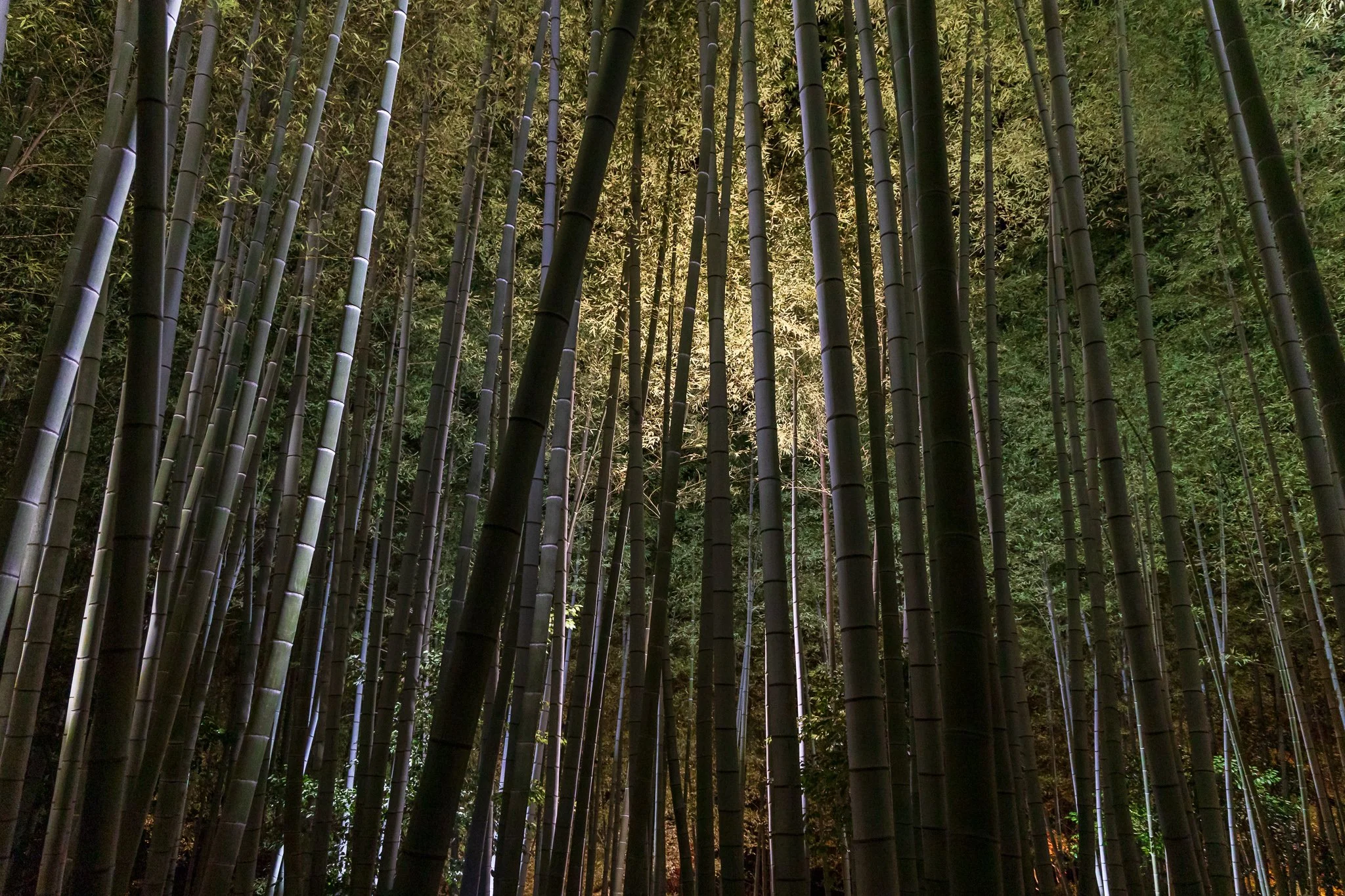 F19A3328_kodai-ji.jpg