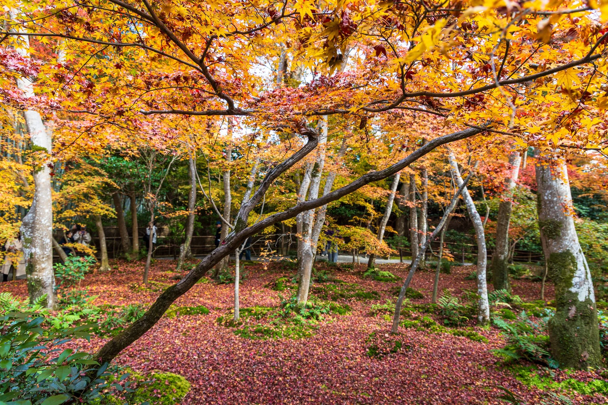 F19A4060_gio-ji-temple.jpg