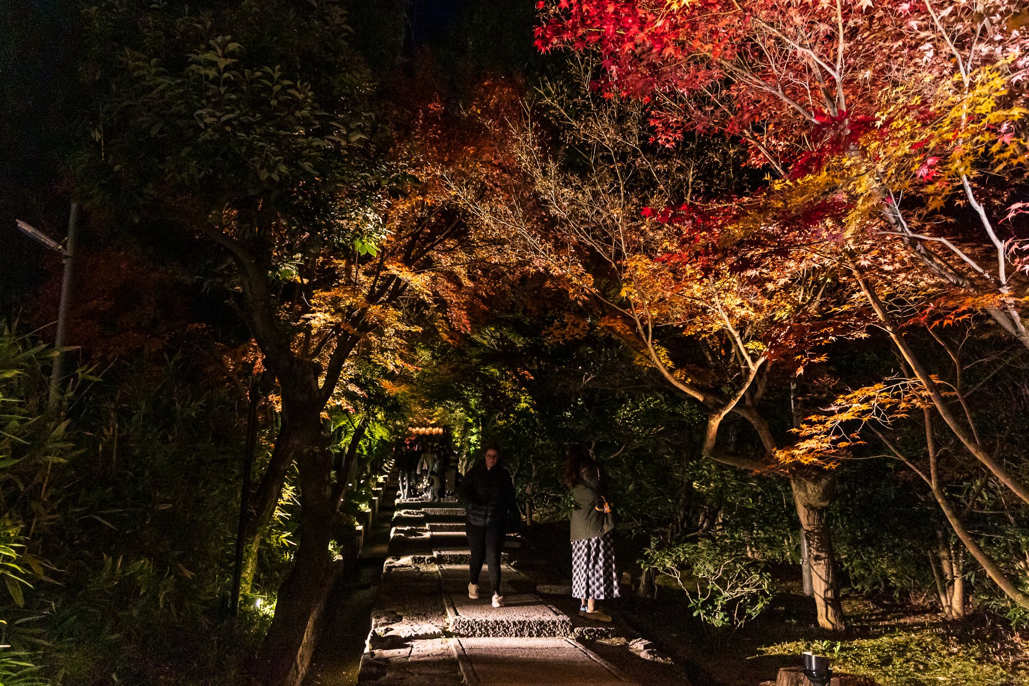 F19A3259_kodai-ji.jpg