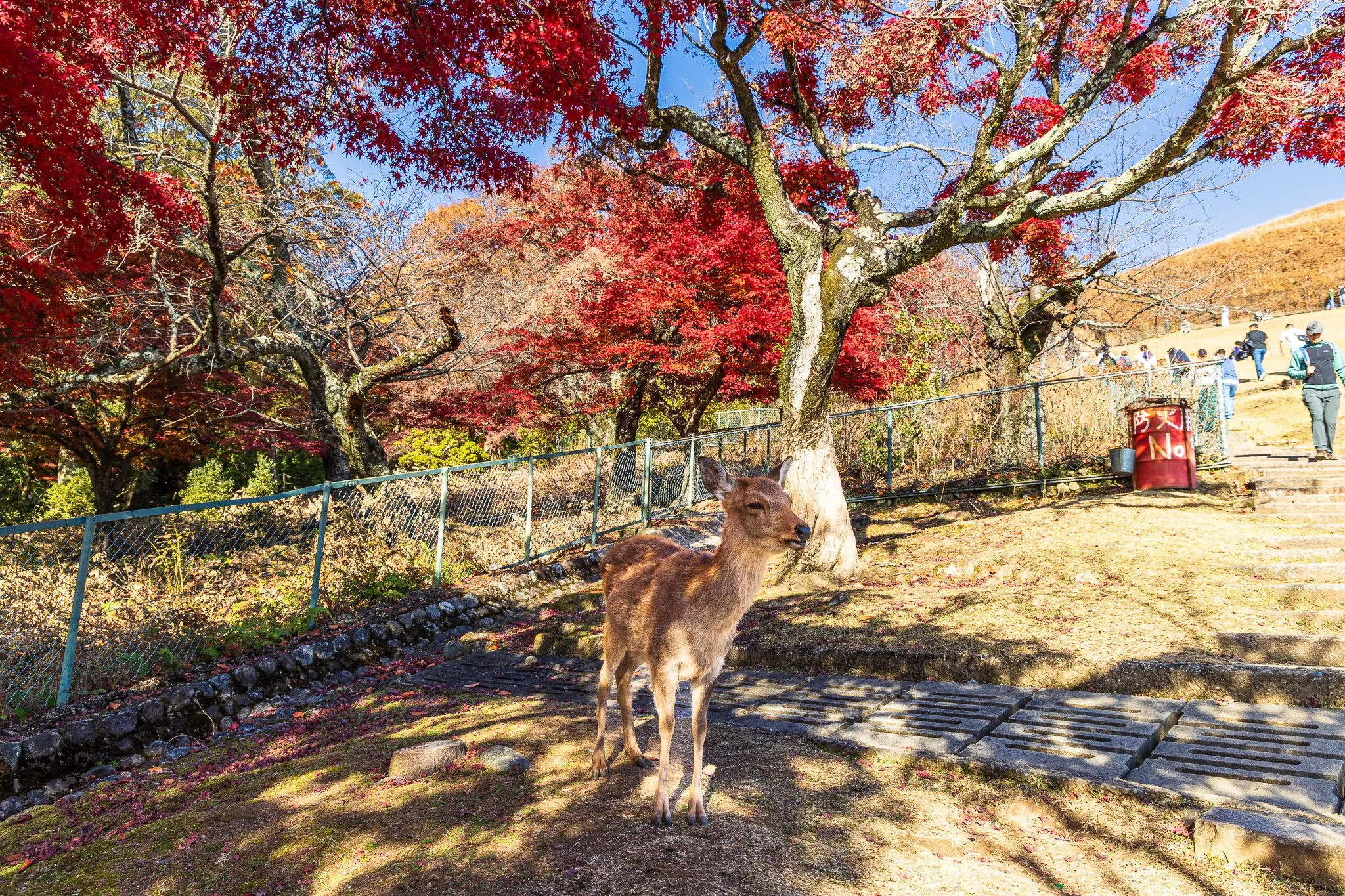 F19A3648_mount-wakakusa.jpg