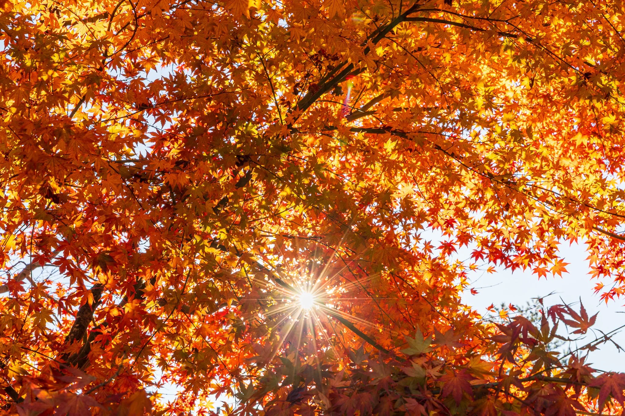 F19A2849_maple-corridor.jpg