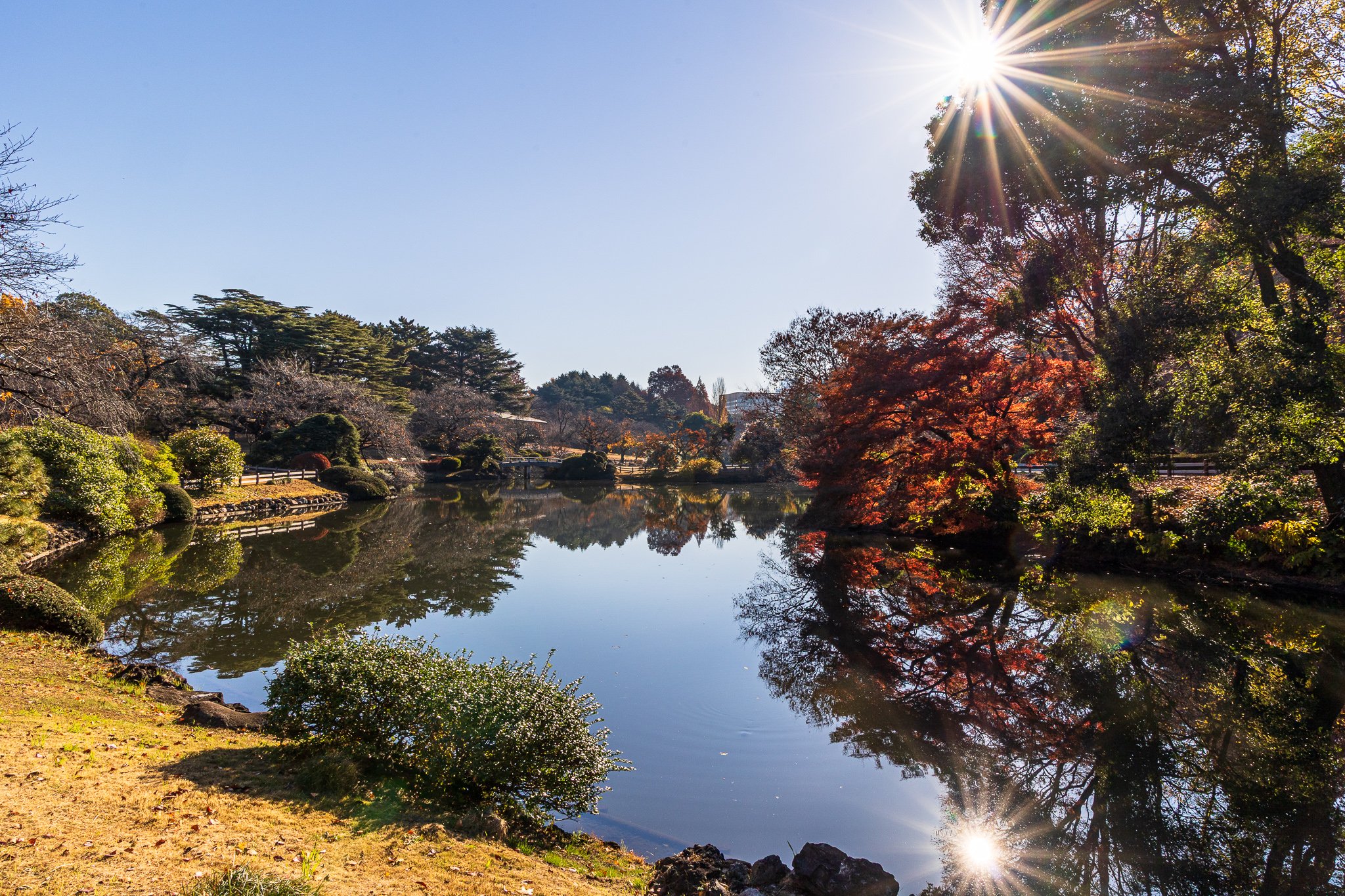 F19A5867_shinjuku-gyoen-national-garden.jpg