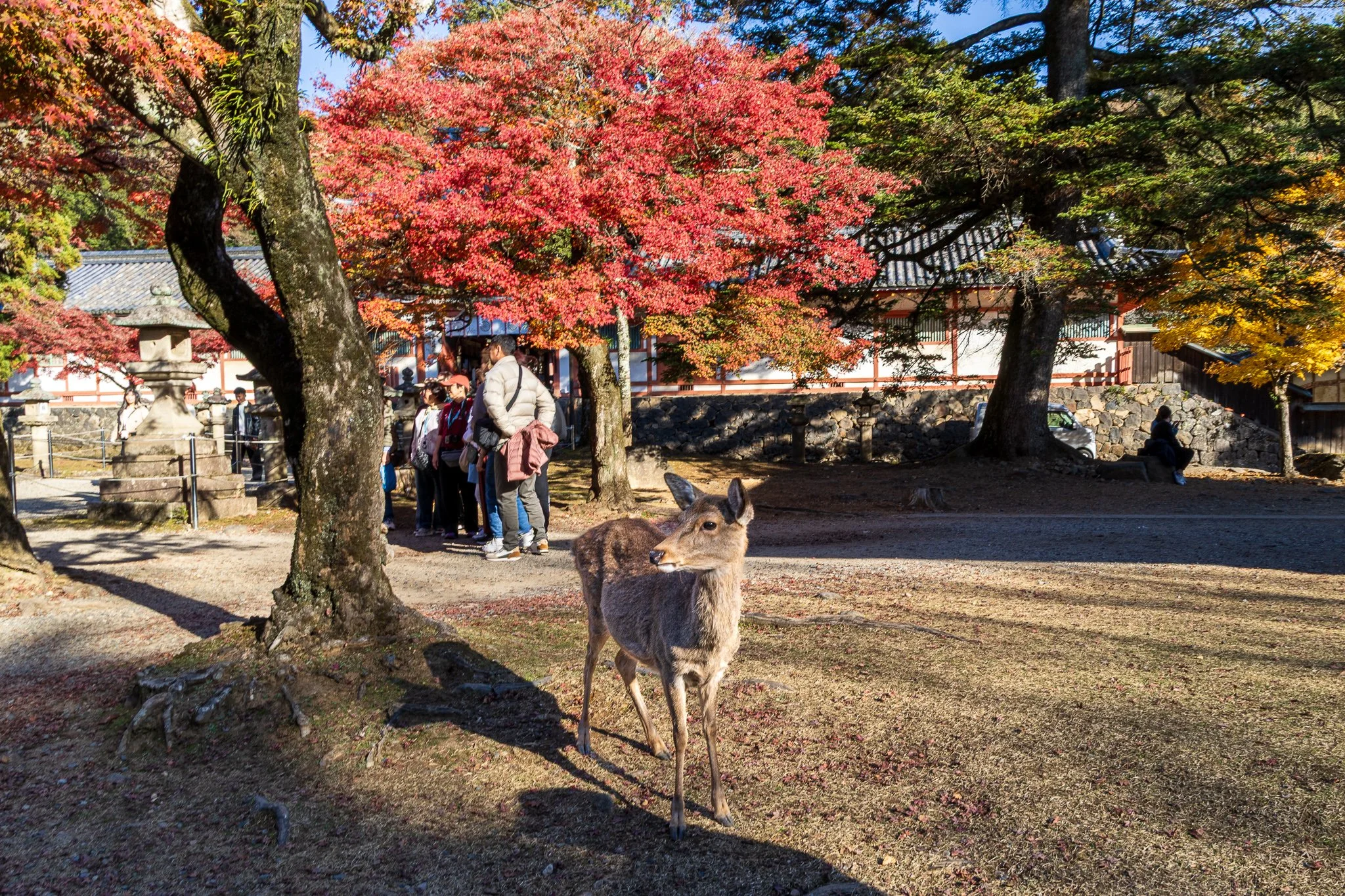 F19A3640_todai-ji-hokke-do.jpg