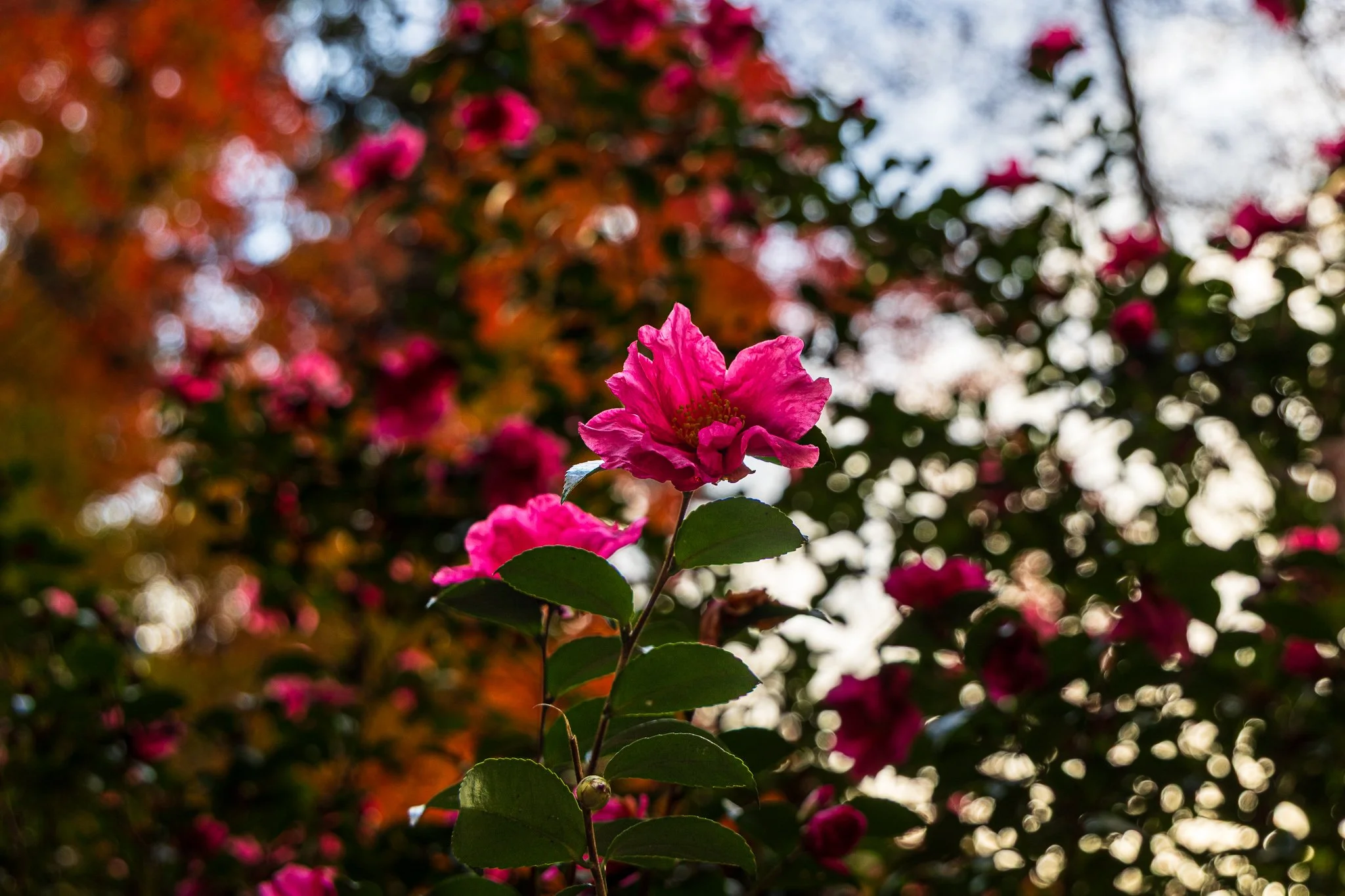 F19A5359_minoh-falls.jpg