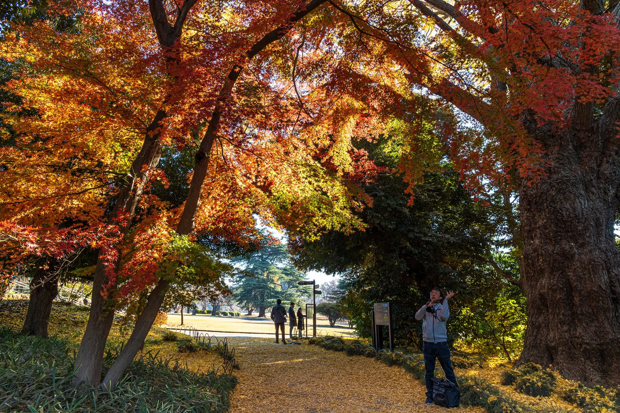 F19A5905_shinjuku-gyoen-national-garden.jpg