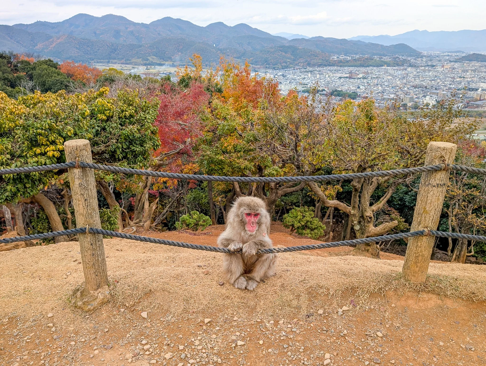 PXL_20251201_061549552_arashiyama-monkey-park-iwatayama.jpg