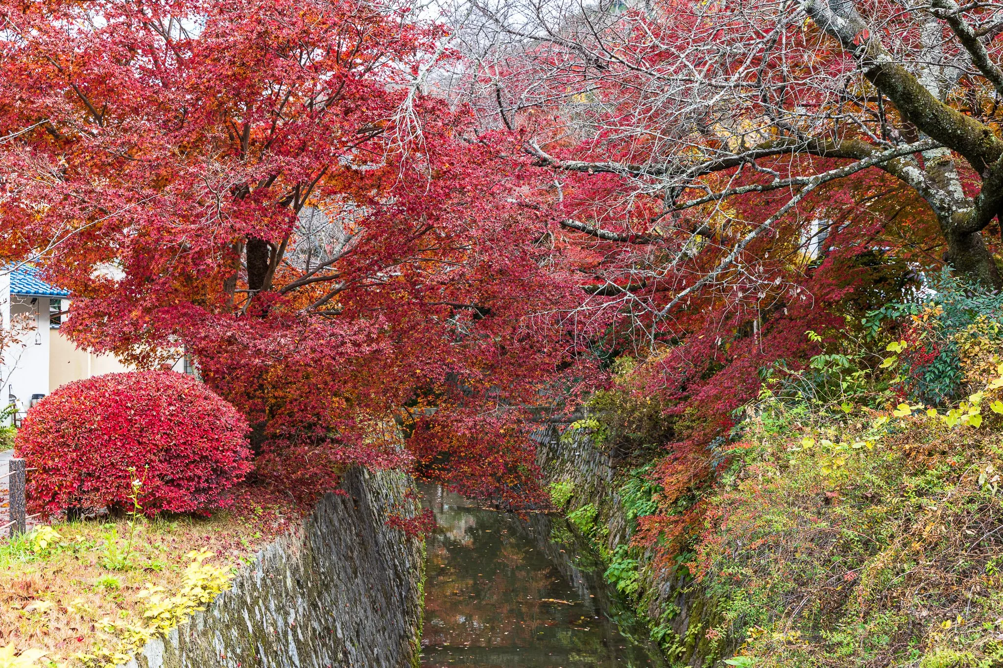 F19A4803_philosophers-path.jpg