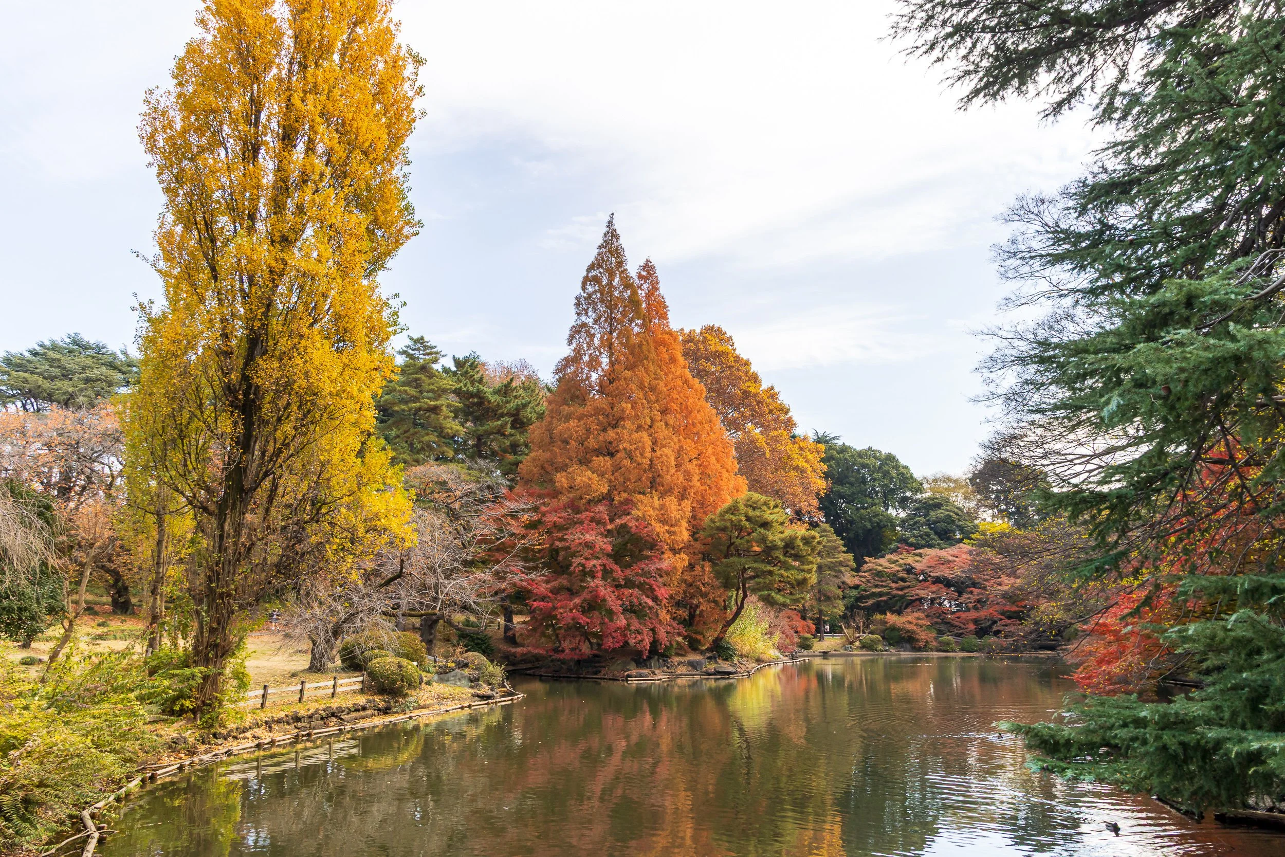 F19A2408_shinjuku-gyoen-national-garden.jpg