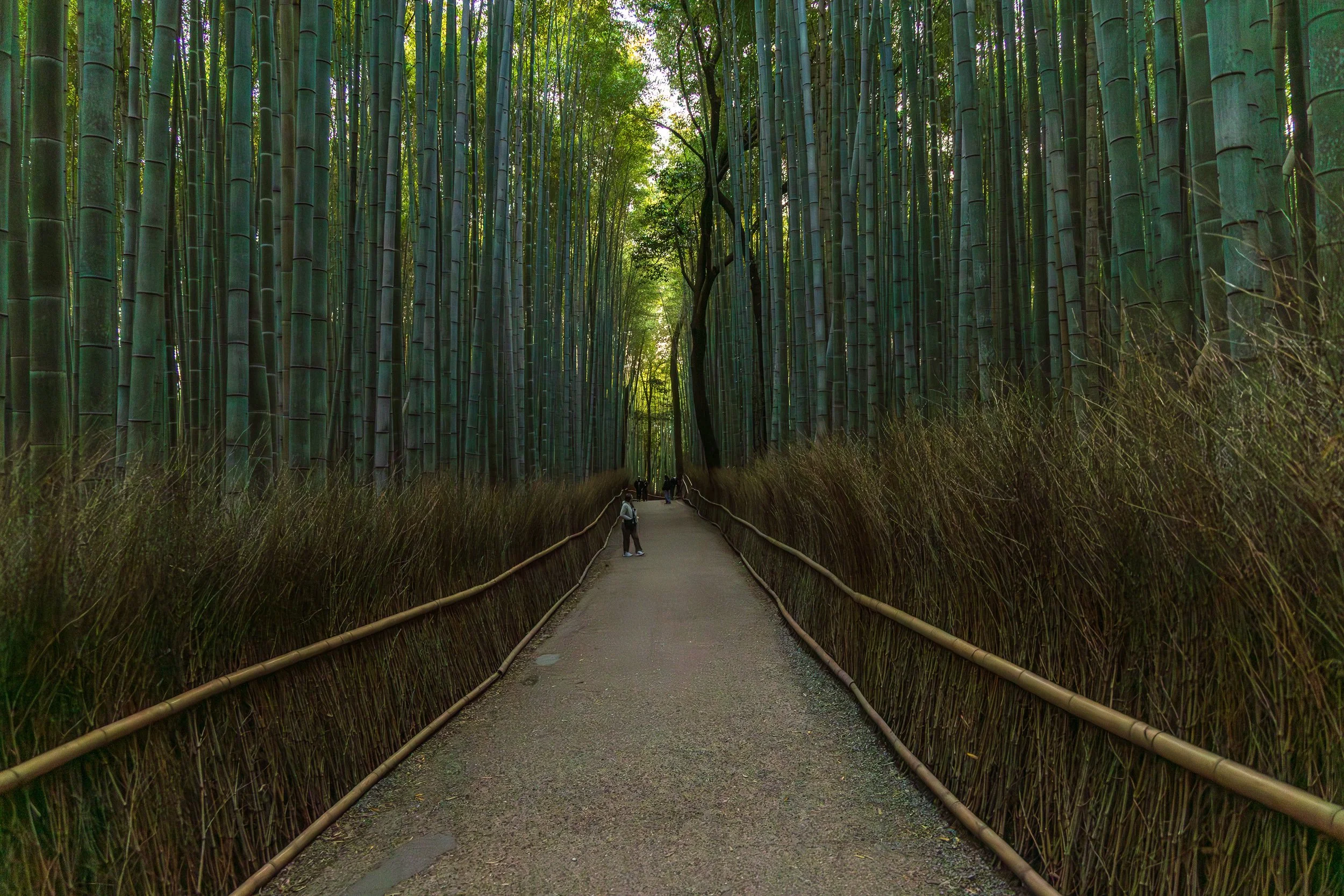 Day 10: Day 3 in Kyoto - Arashiyama District