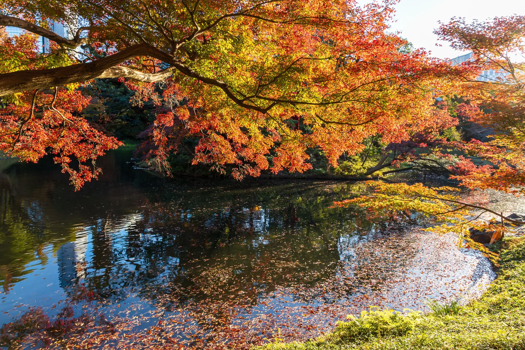 F19A2030_koishikawa-korakuen-gardens.jpg