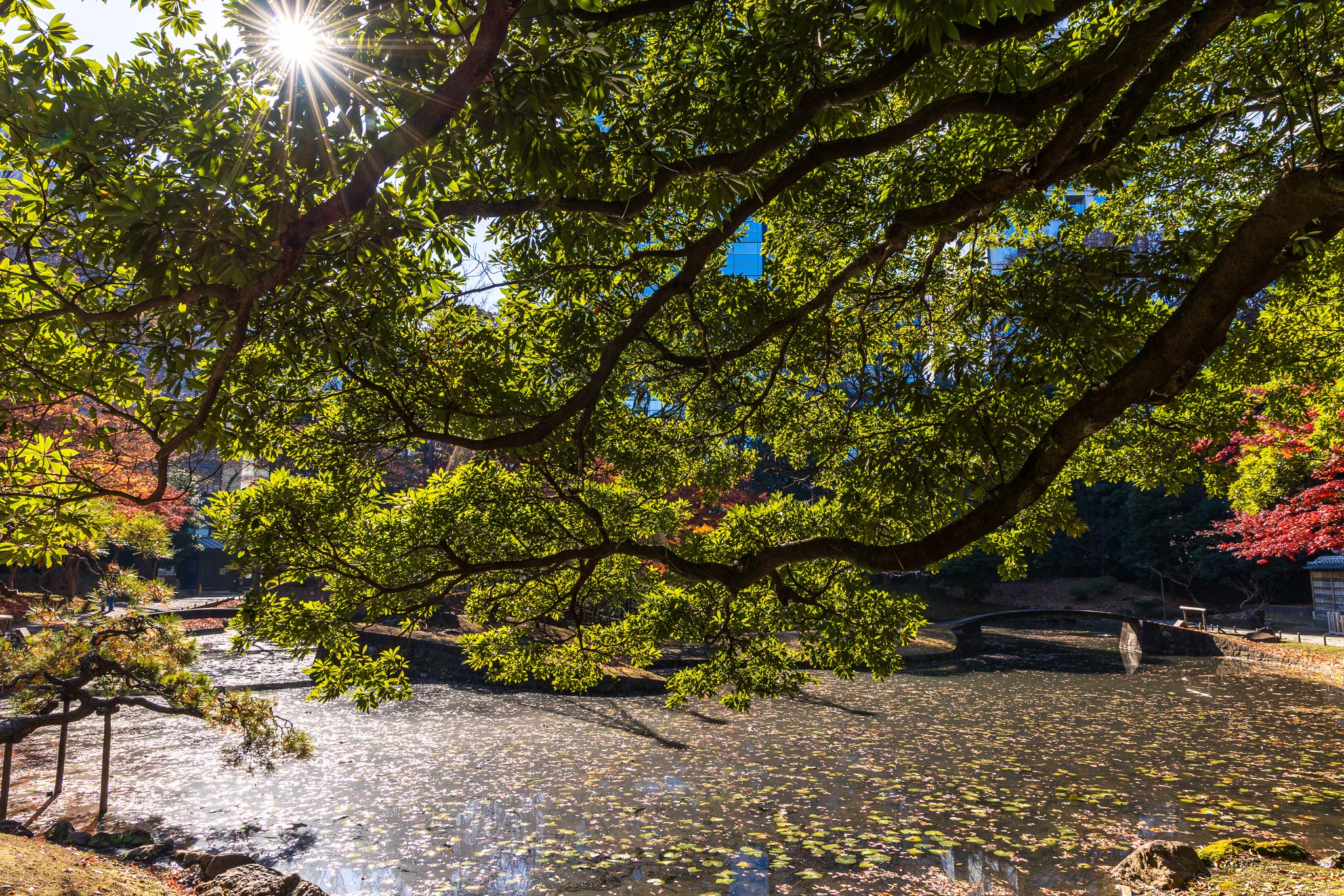 F19A5941_koishikawa-korakuen-gardens.jpg