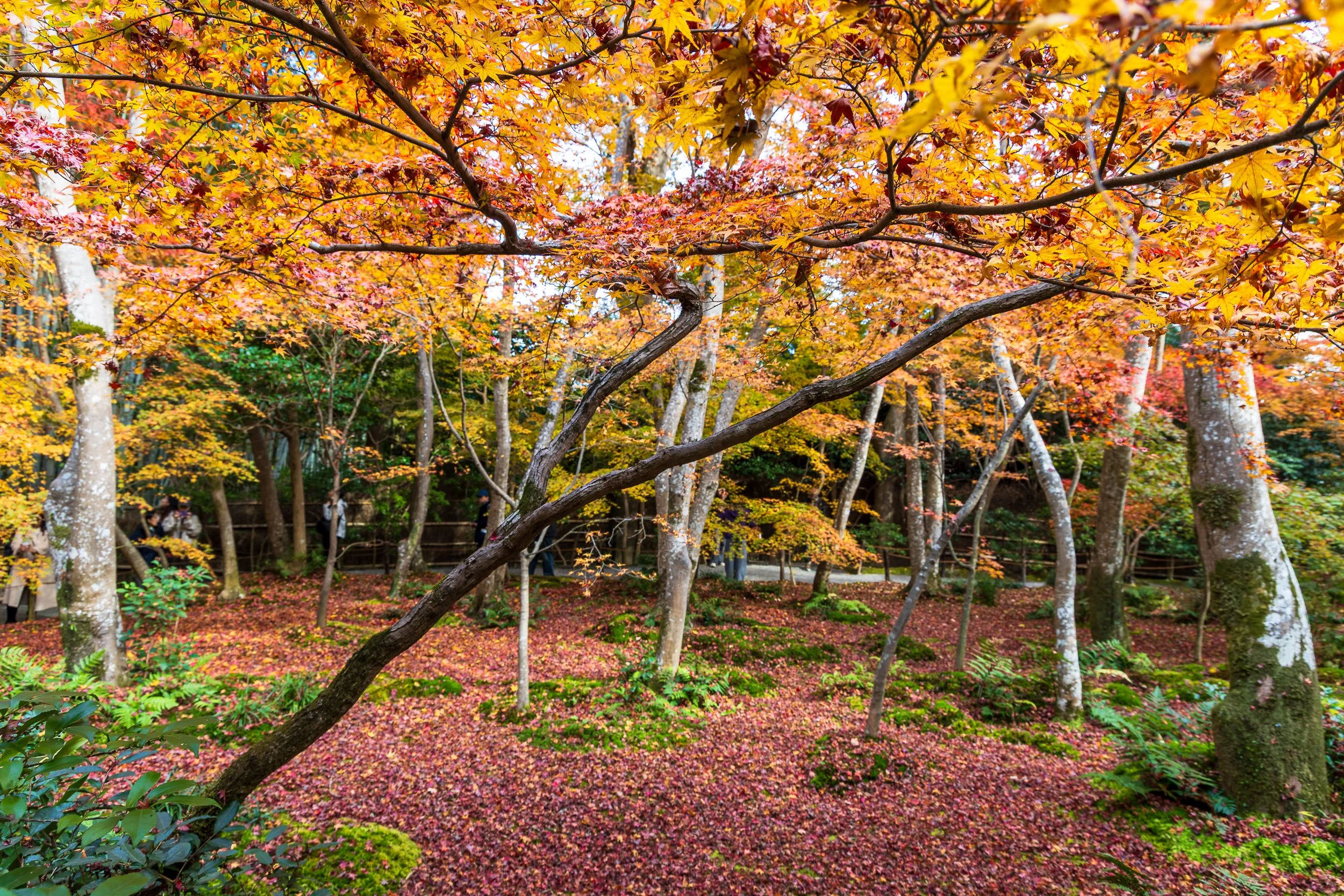 F19A4060_gio-ji.jpg