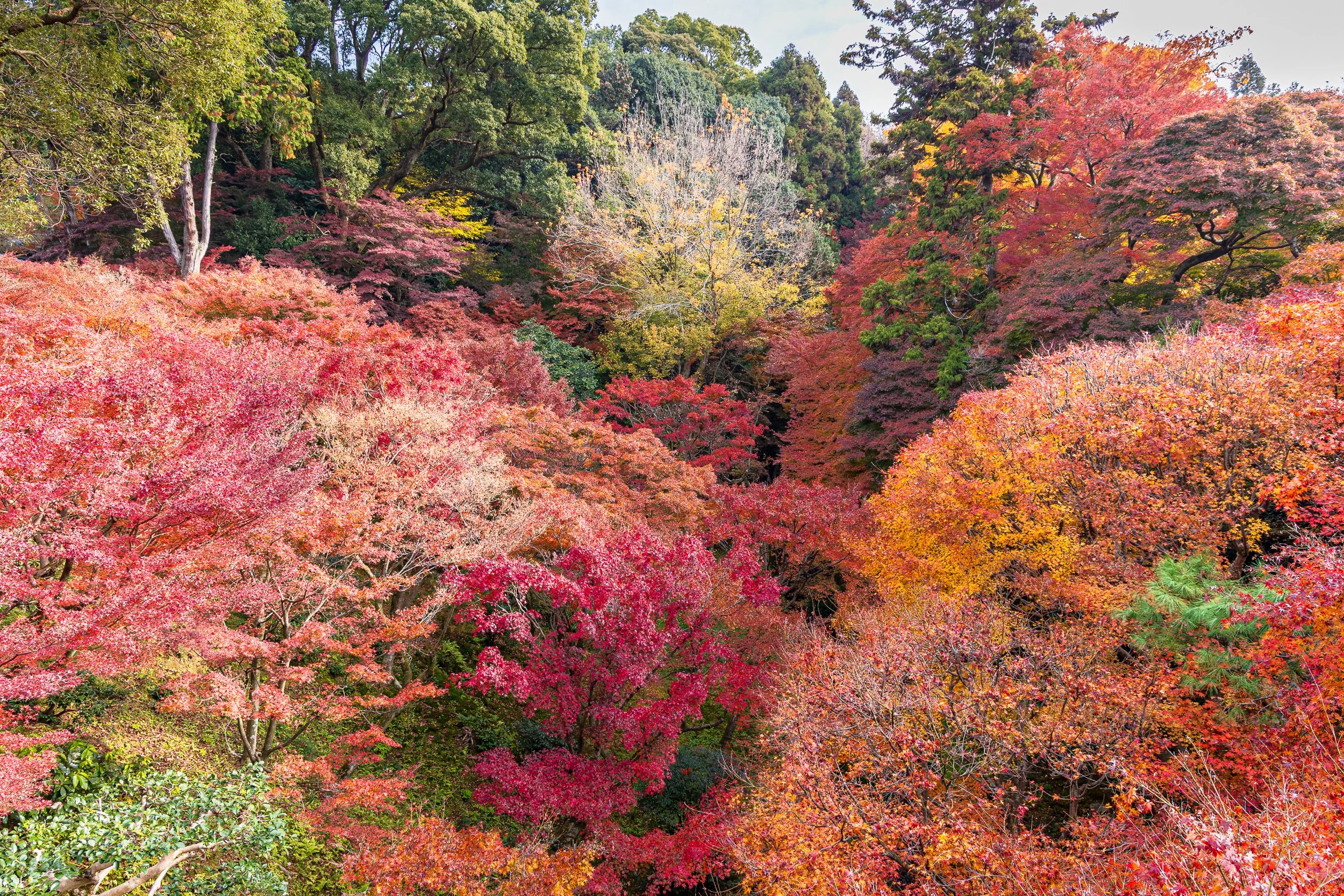 F19A4384_tofuku-ji.jpg