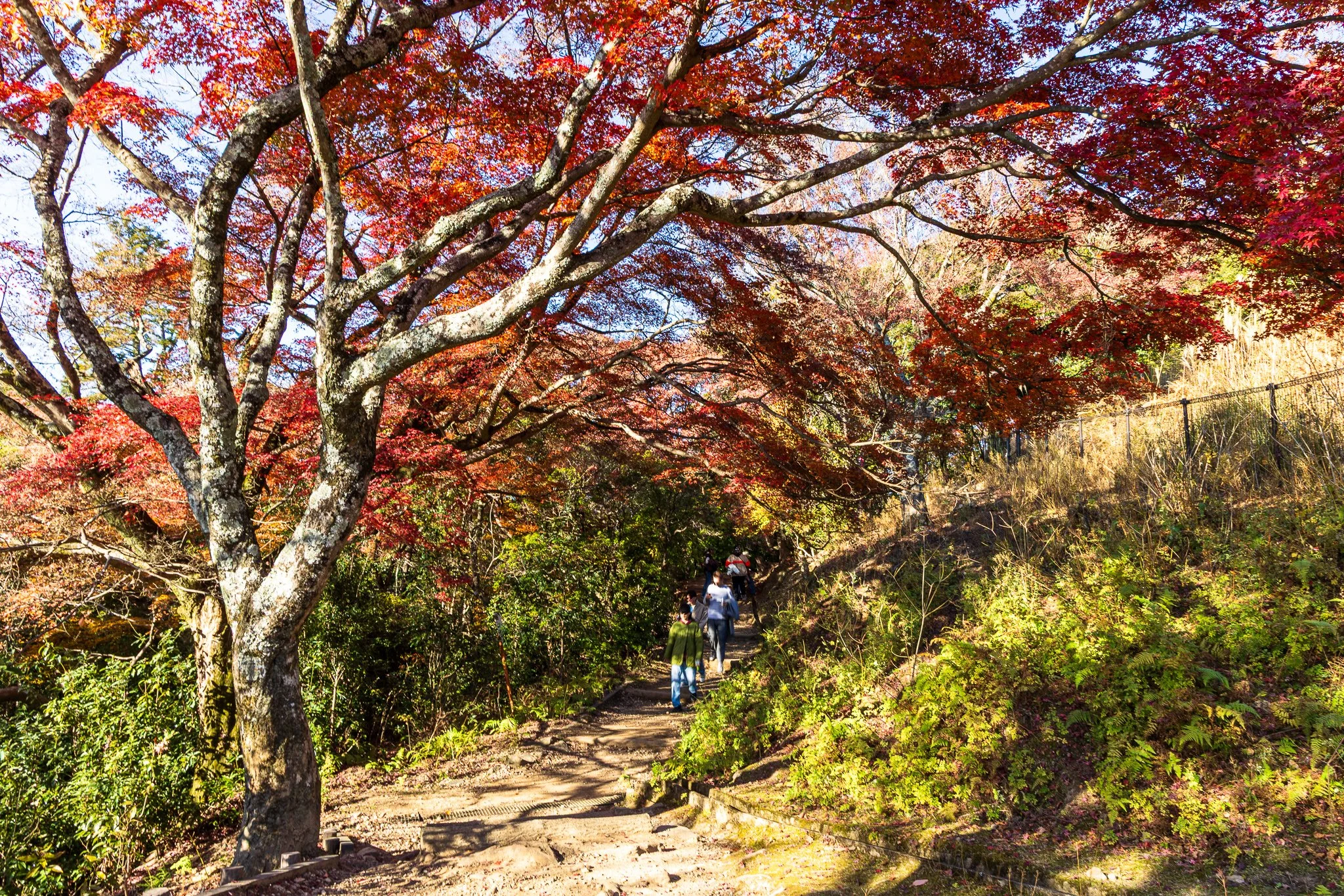 F19A3650_mount-wakakusa.jpg