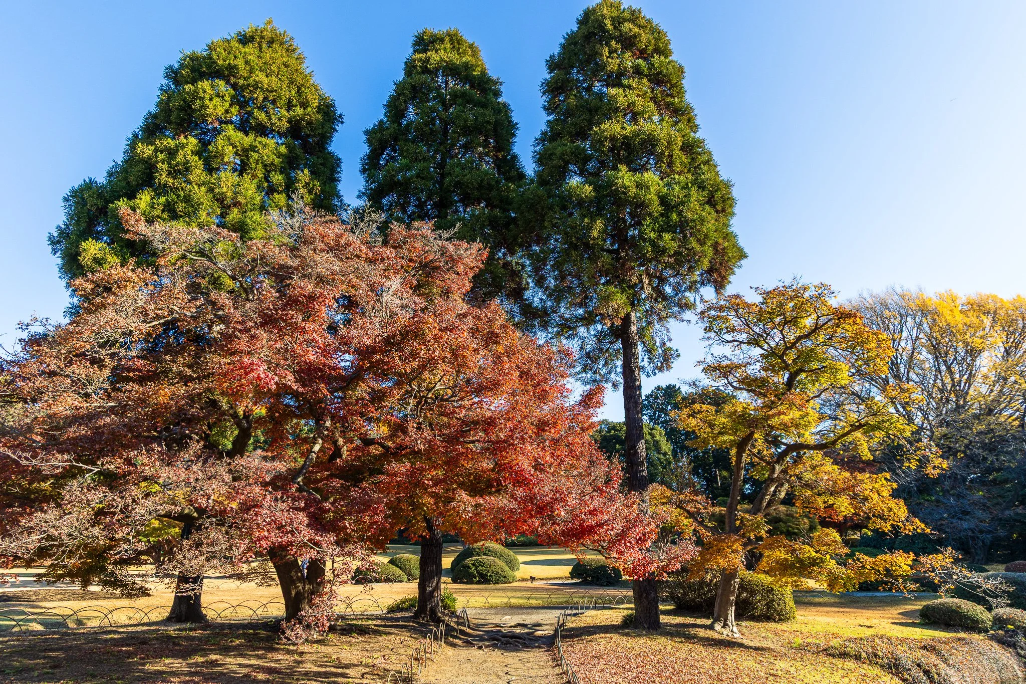 F19A5878_shinjuku-gyoen-national-garden.jpg