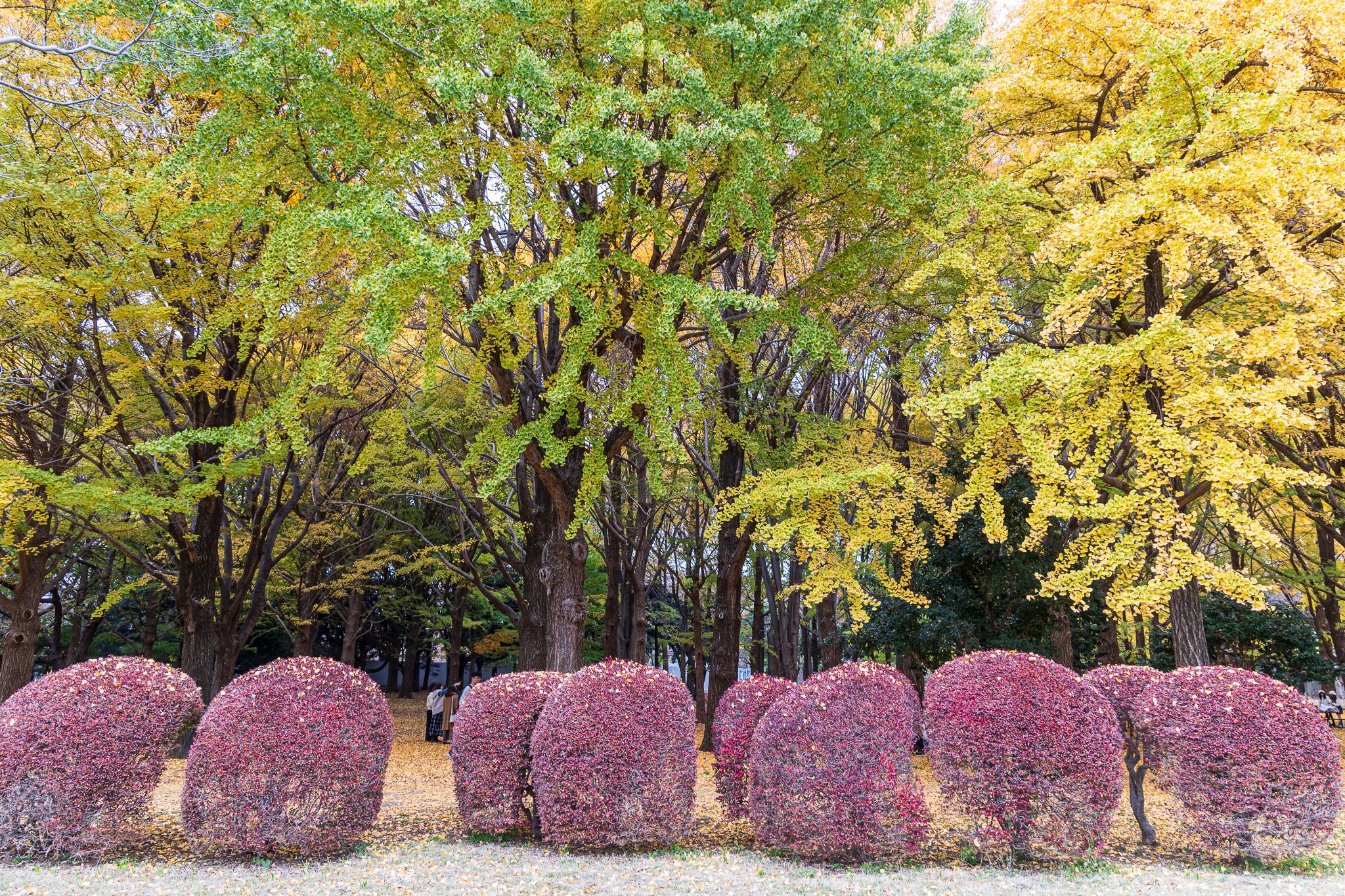 F19A2433_yoyogi-park.jpg