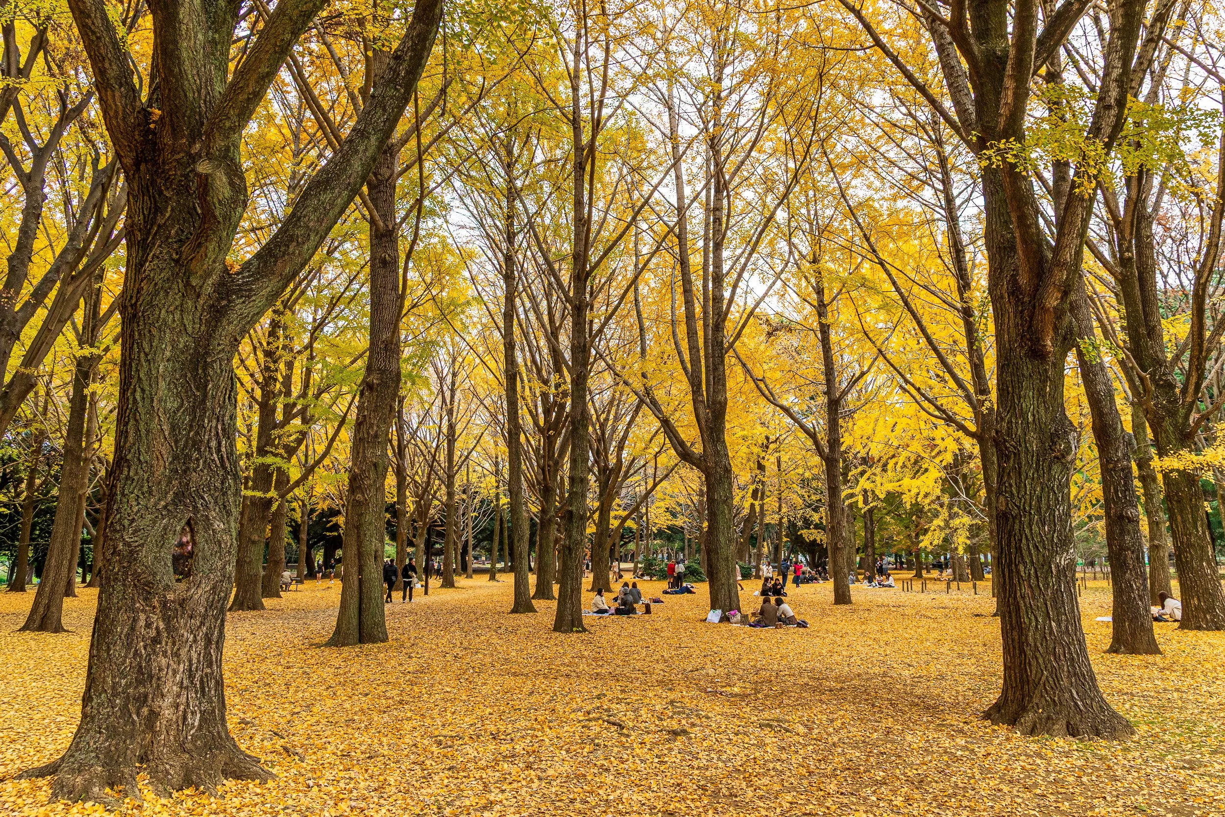 F19A2426_yoyogi-park.jpg