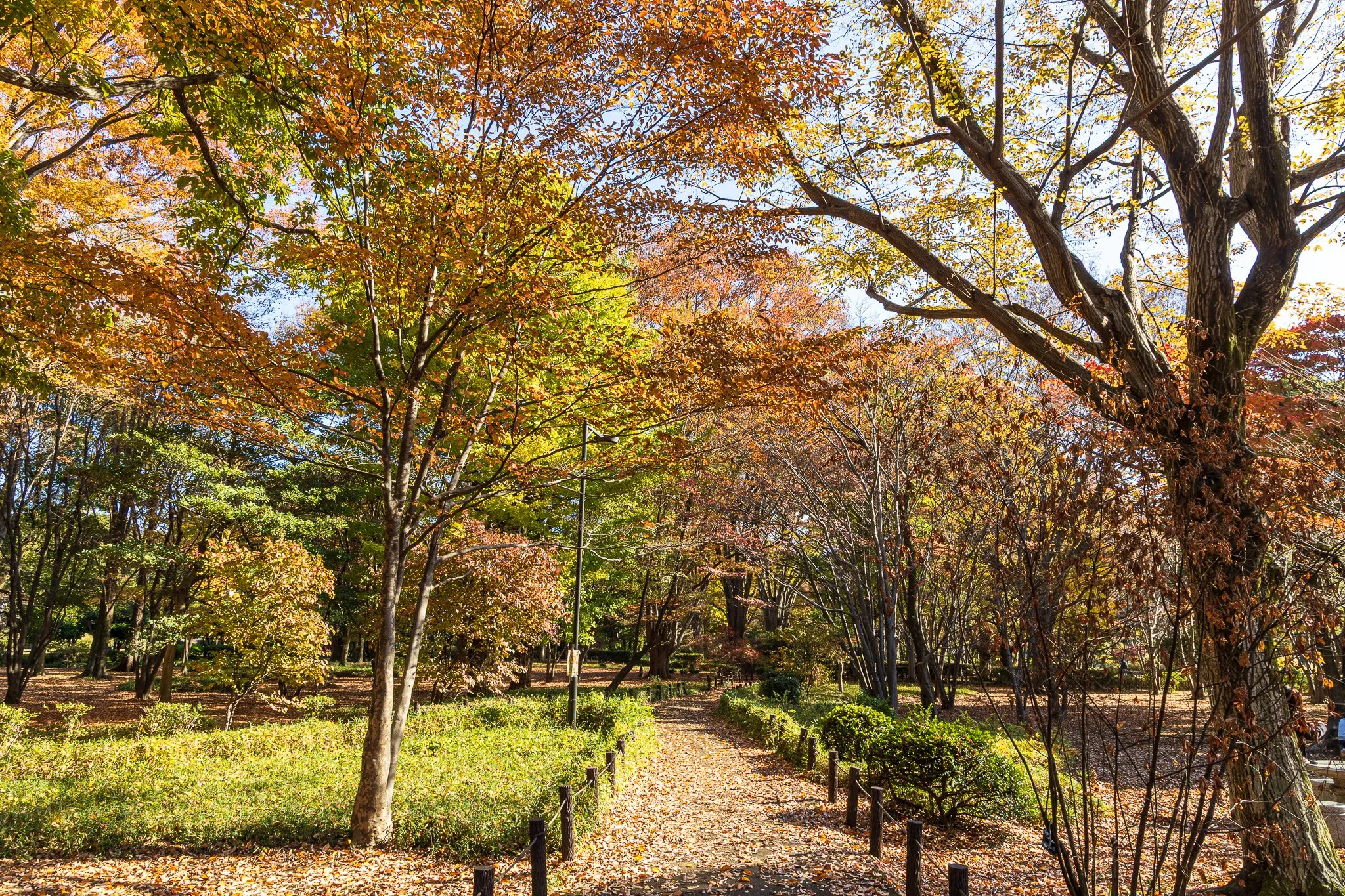 F19A1869_kitanomaru-park.jpg