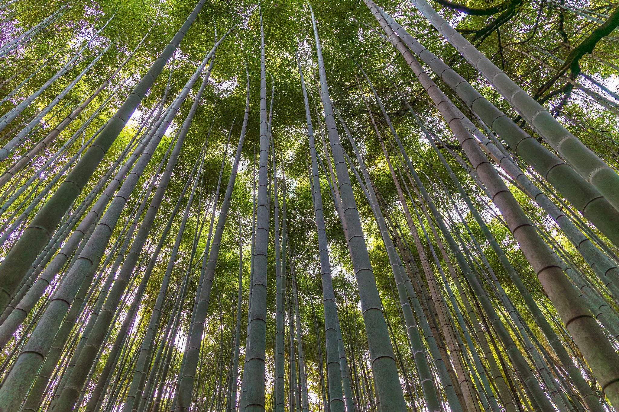F19A3789_arashiyama-bamboo-forest.jpg