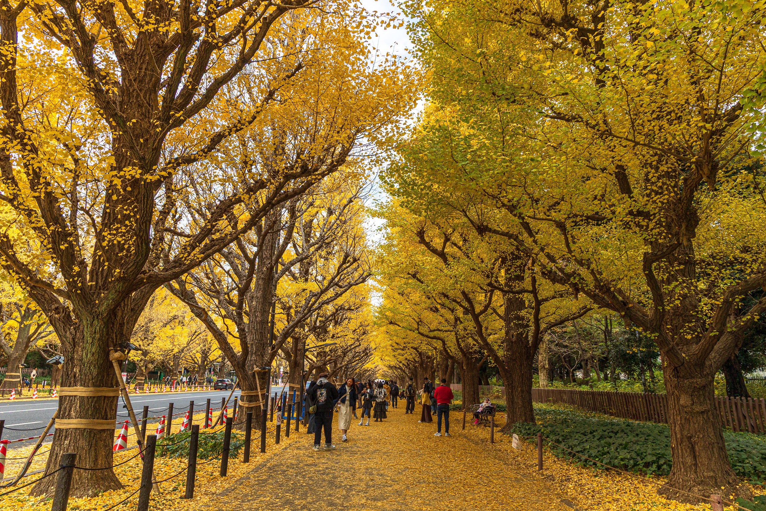 F19A2254_meiji-jingu-gaien-ginkgo-avenue.jpg