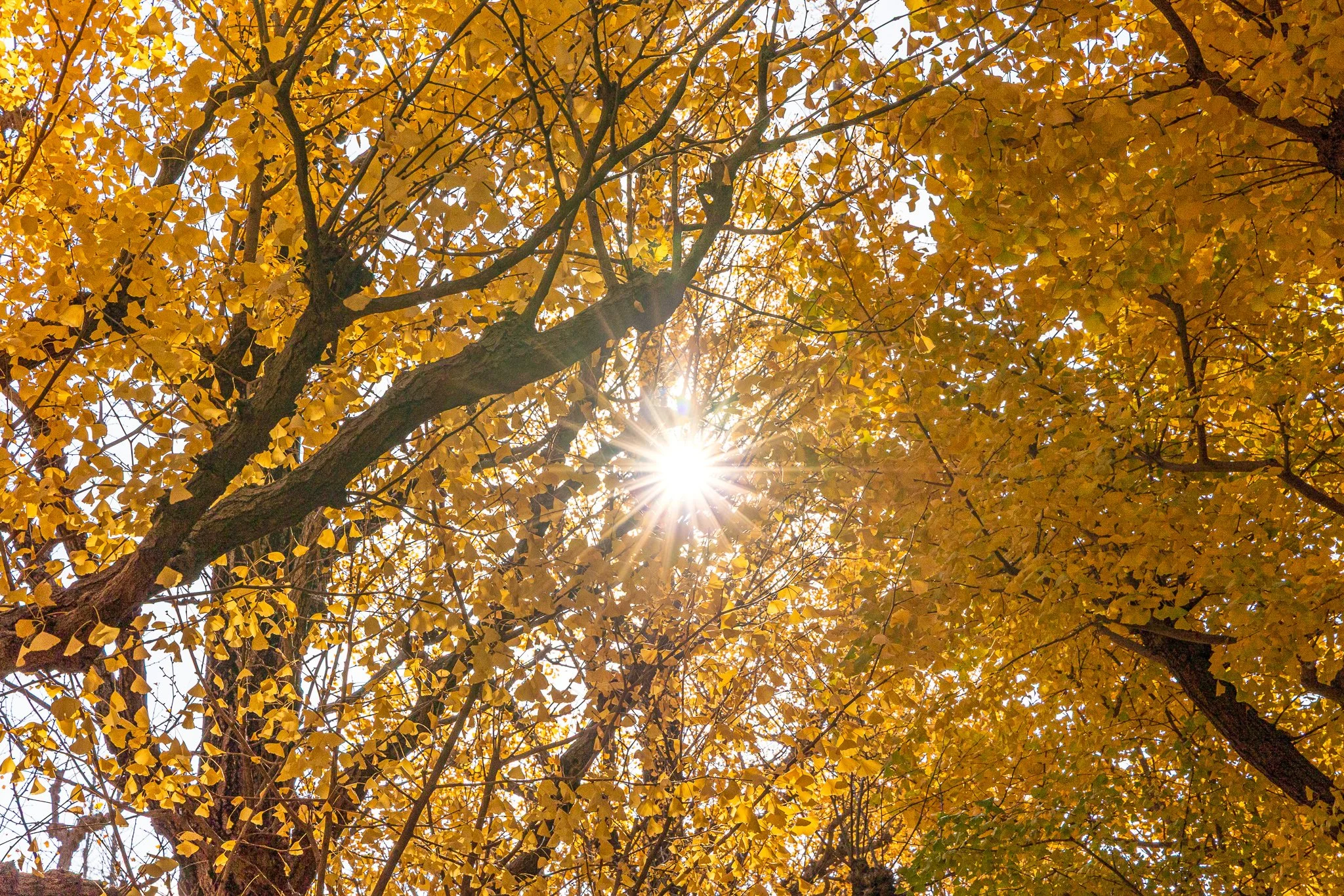 F19A2291_meiji-jingu-gaien-ginkgo-avenue.jpg