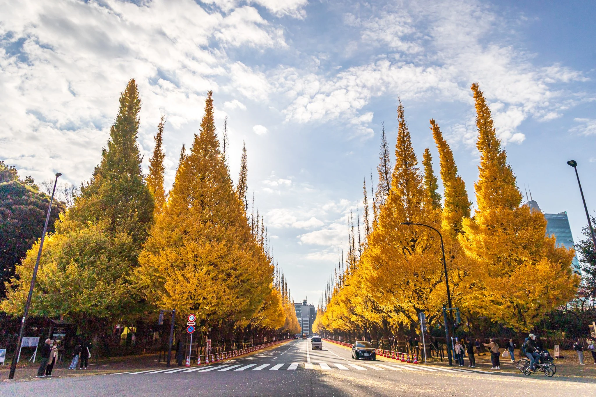 F19A2272_meiji-jingu-gaien-ginkgo-avenue.jpg
