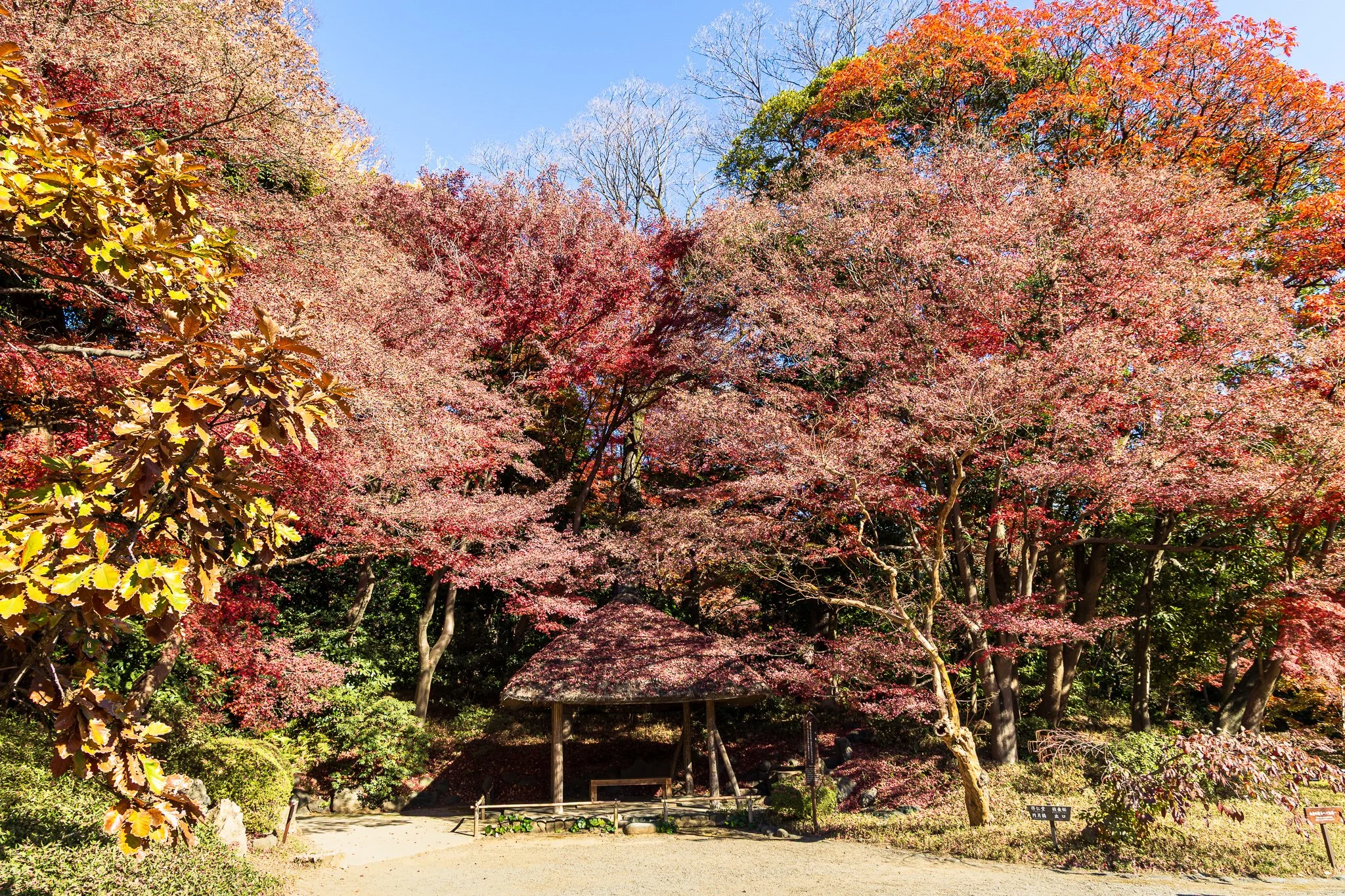 F19A5964_koishikawa-korakuen-gardens.jpg