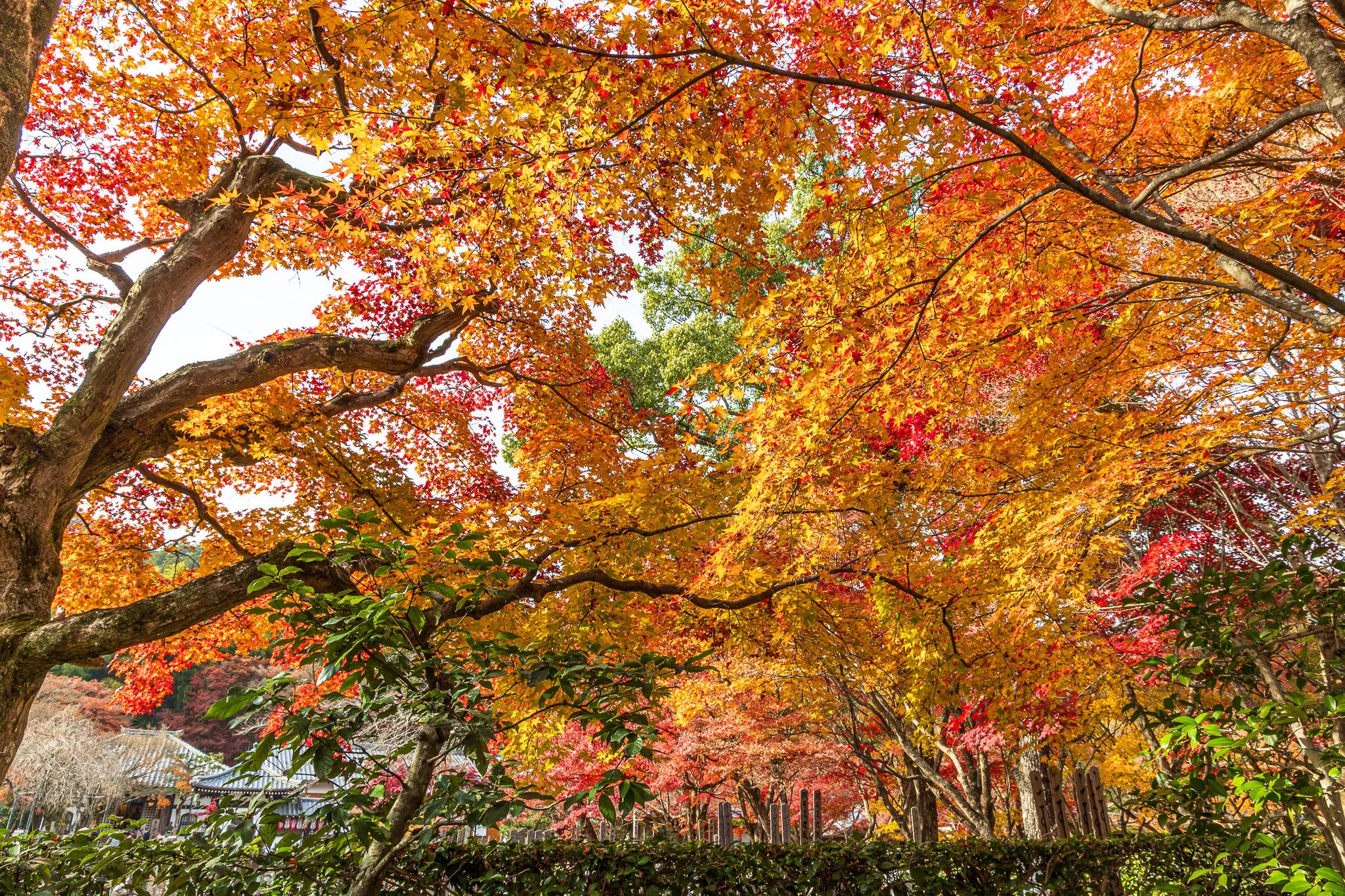 F19A4077_adashino-nenbutsu-ji.jpg