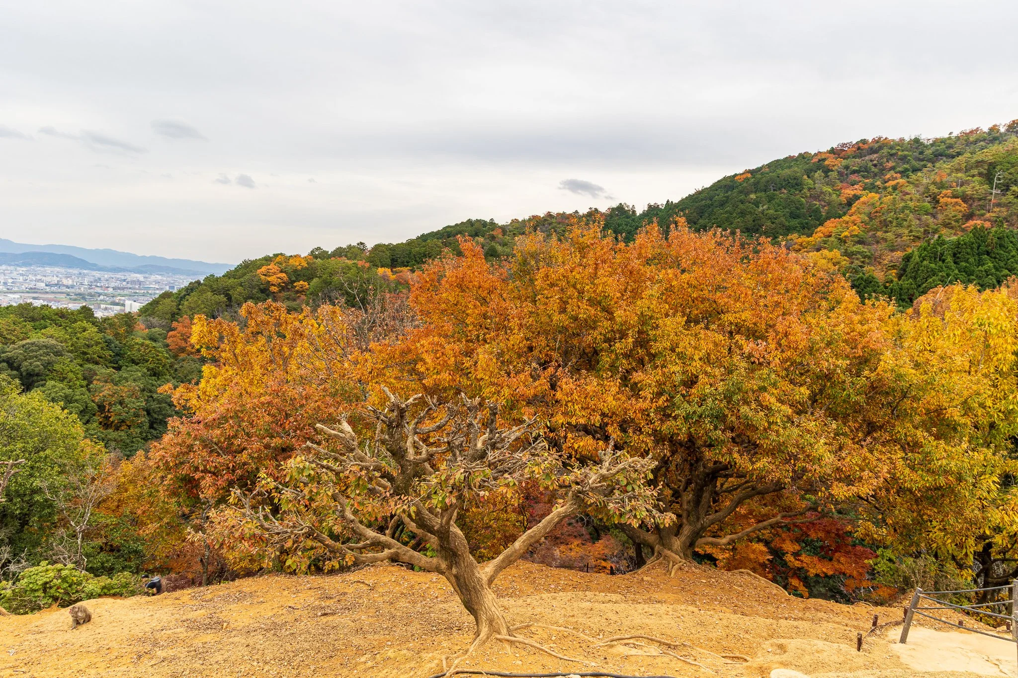 F19A4166_arashiyama-monkey-park-iwatayama.jpg