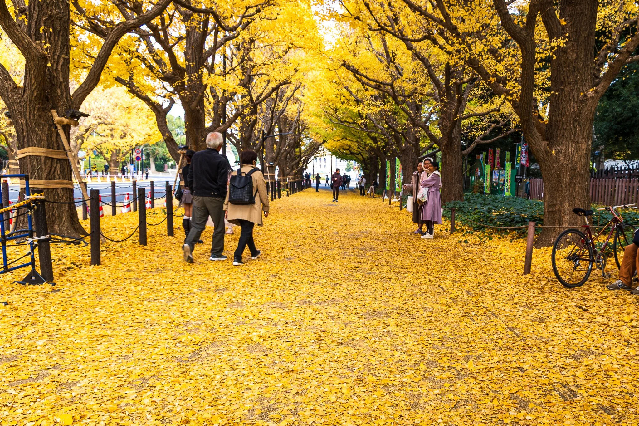 F19A2267_meiji-jingu-gaien-ginkgo-avenue.jpg