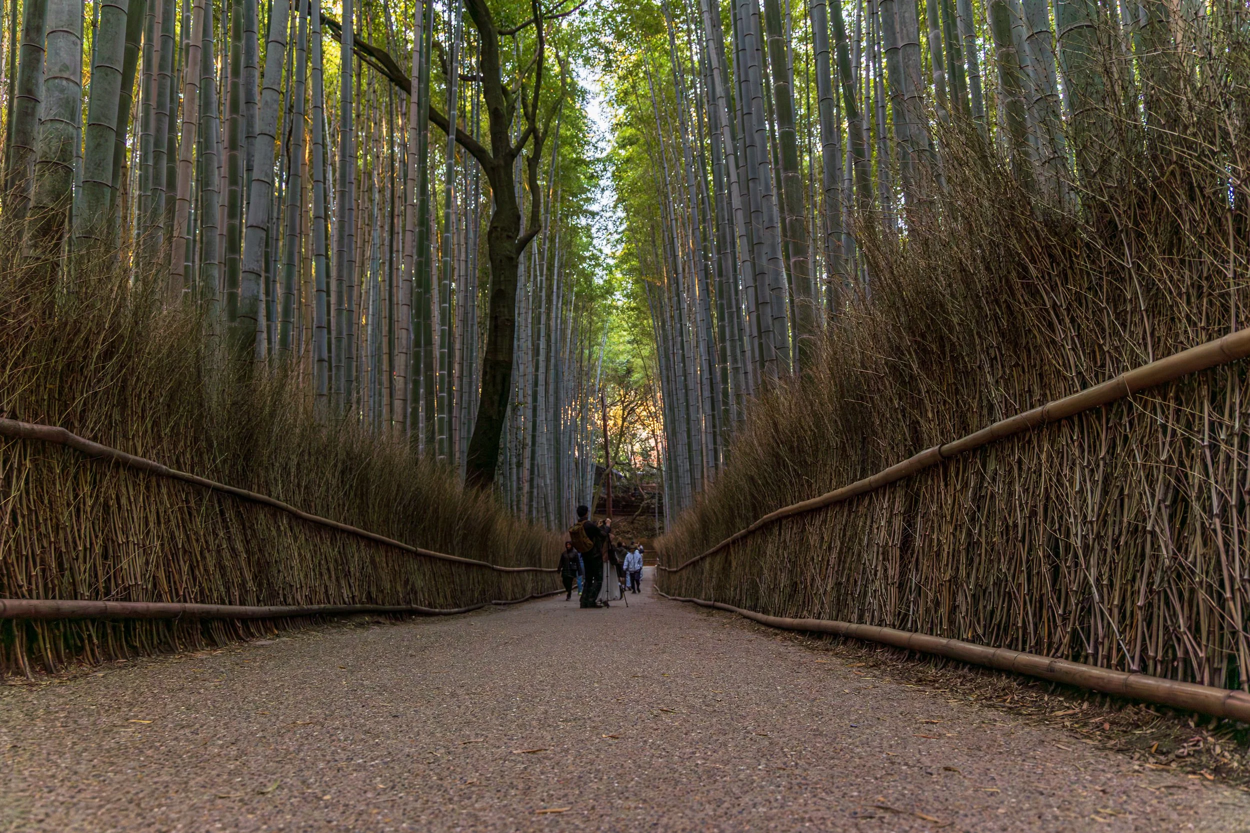F19A3825_arashiyama-bamboo-forest.jpg