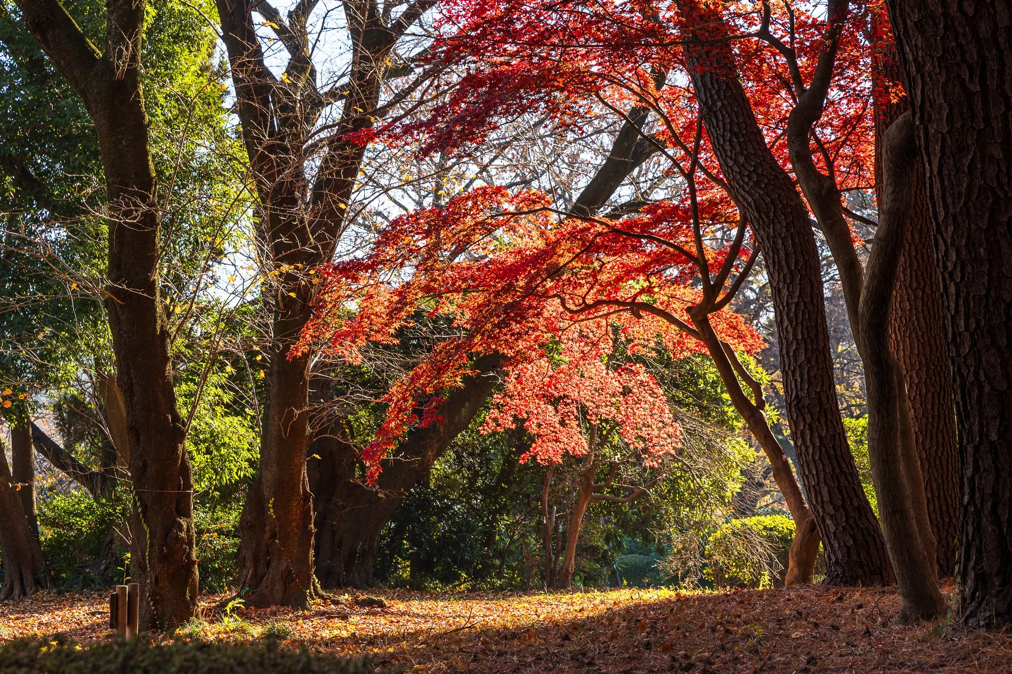 F19A5910_shinjuku-gyoen-national-garden.jpg