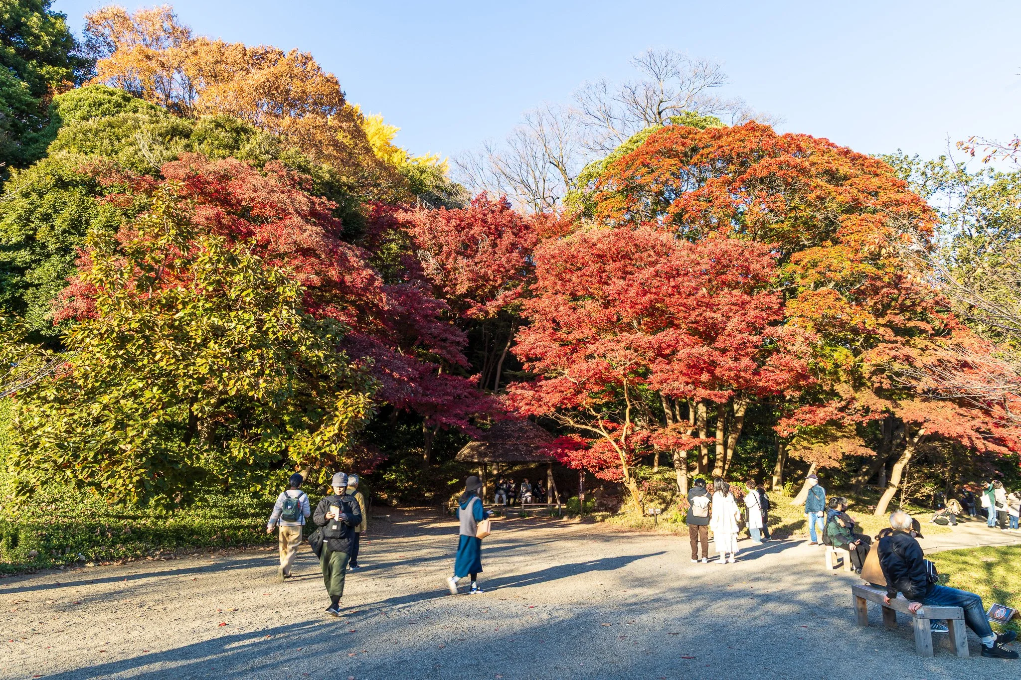 F19A1987_koishikawa-korakuen-gardens.jpg